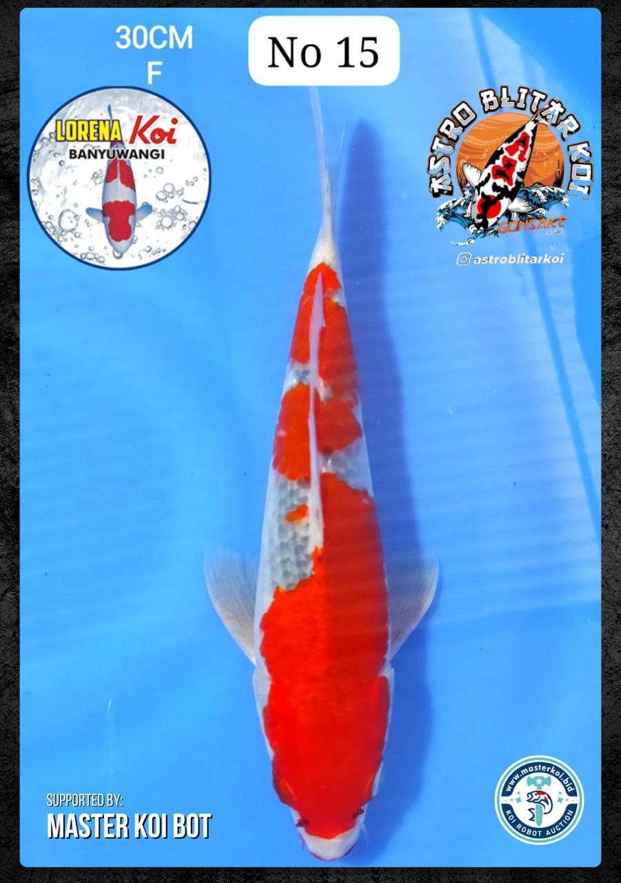 Lelang Koi Online, Jual Beli Ikan Koi, Pusat Jual Beli Koi, Info Lelang Koi Hari Ini, Platform Jual Beli Koi, Jual Beli Ikan Koi Online, Marketplace Ikan Koi, Jual Koi Terbaik, Tempat Beli Koi Berkualitas, Pasar Ikan Koi Online Terpercaya, Penjual Ikan Koi Terpercaya, Beli Koi Hias Online, Ikan Koi untuk Dijual, Koi Kualitas Terbaik, Toko Online Ikan Koi, Koi Hias Untuk Dijual, Jual Beli Ikan Koi Lokal, Koi Indonesia Online, Pusat Jual Beli Koi Terbesar