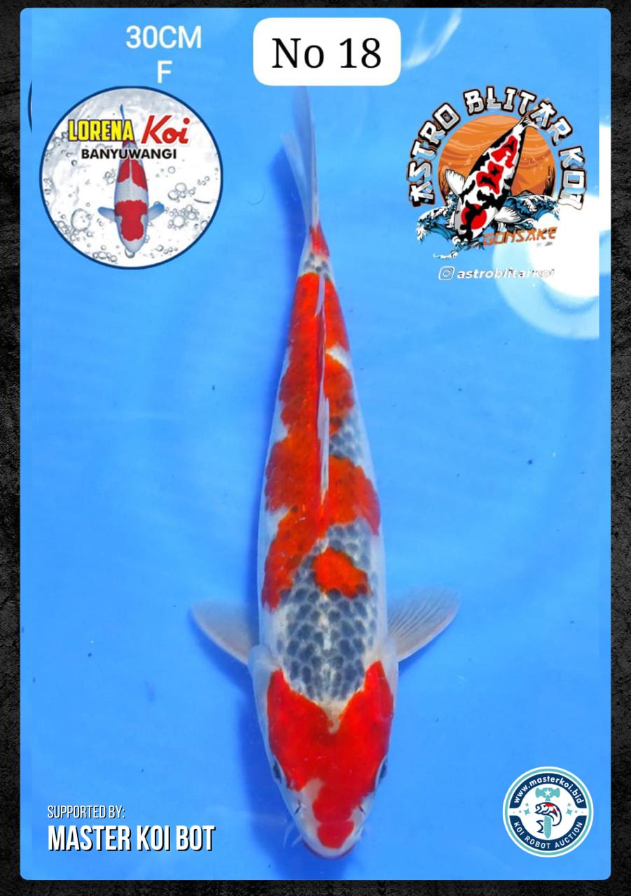 Lelang Koi Online, Jual Beli Ikan Koi, Pusat Jual Beli Koi, Info Lelang Koi Hari Ini, Platform Jual Beli Koi, Jual Beli Ikan Koi Online, Marketplace Ikan Koi, Jual Koi Terbaik, Tempat Beli Koi Berkualitas, Pasar Ikan Koi Online Terpercaya, Penjual Ikan Koi Terpercaya, Beli Koi Hias Online, Ikan Koi untuk Dijual, Koi Kualitas Terbaik, Toko Online Ikan Koi, Koi Hias Untuk Dijual, Jual Beli Ikan Koi Lokal, Koi Indonesia Online, Pusat Jual Beli Koi Terbesar