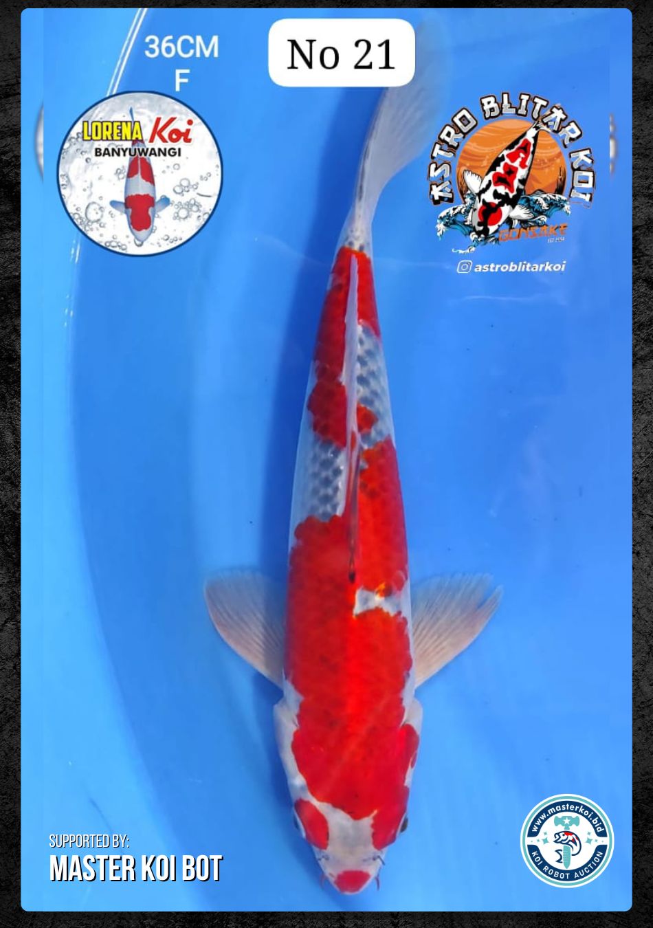 Lelang Koi Online, Jual Beli Ikan Koi, Pusat Jual Beli Koi, Info Lelang Koi Hari Ini, Platform Jual Beli Koi, Jual Beli Ikan Koi Online, Marketplace Ikan Koi, Jual Koi Terbaik, Tempat Beli Koi Berkualitas, Pasar Ikan Koi Online Terpercaya, Penjual Ikan Koi Terpercaya, Beli Koi Hias Online, Ikan Koi untuk Dijual, Koi Kualitas Terbaik, Toko Online Ikan Koi, Koi Hias Untuk Dijual, Jual Beli Ikan Koi Lokal, Koi Indonesia Online, Pusat Jual Beli Koi Terbesar