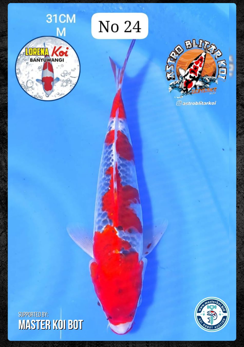 Lelang Koi Online, Jual Beli Ikan Koi, Pusat Jual Beli Koi, Info Lelang Koi Hari Ini, Platform Jual Beli Koi, Jual Beli Ikan Koi Online, Marketplace Ikan Koi, Jual Koi Terbaik, Tempat Beli Koi Berkualitas, Pasar Ikan Koi Online Terpercaya, Penjual Ikan Koi Terpercaya, Beli Koi Hias Online, Ikan Koi untuk Dijual, Koi Kualitas Terbaik, Toko Online Ikan Koi, Koi Hias Untuk Dijual, Jual Beli Ikan Koi Lokal, Koi Indonesia Online, Pusat Jual Beli Koi Terbesar