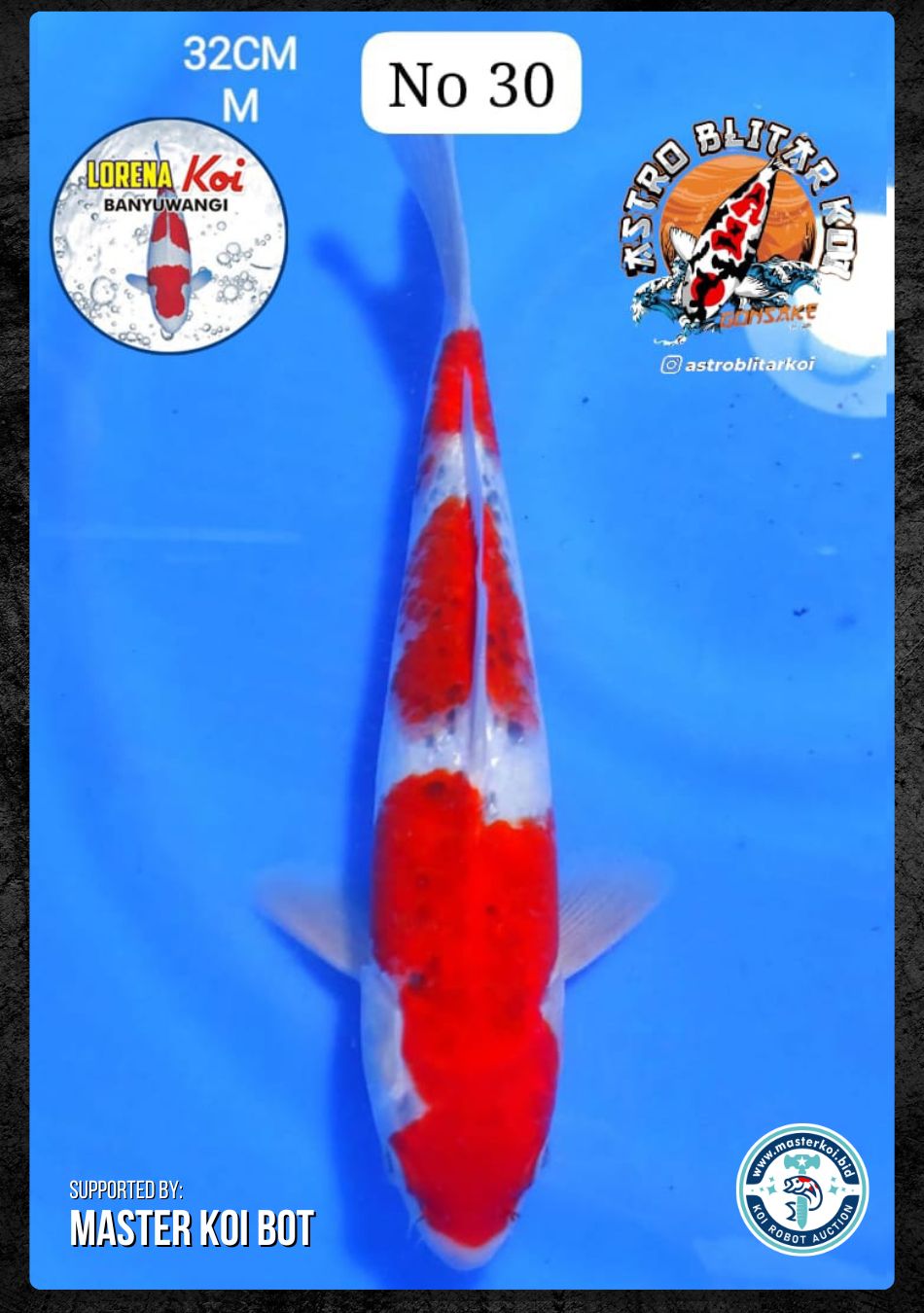 Lelang Koi Online, Jual Beli Ikan Koi, Pusat Jual Beli Koi, Info Lelang Koi Hari Ini, Platform Jual Beli Koi, Jual Beli Ikan Koi Online, Marketplace Ikan Koi, Jual Koi Terbaik, Tempat Beli Koi Berkualitas, Pasar Ikan Koi Online Terpercaya, Penjual Ikan Koi Terpercaya, Beli Koi Hias Online, Ikan Koi untuk Dijual, Koi Kualitas Terbaik, Toko Online Ikan Koi, Koi Hias Untuk Dijual, Jual Beli Ikan Koi Lokal, Koi Indonesia Online, Pusat Jual Beli Koi Terbesar