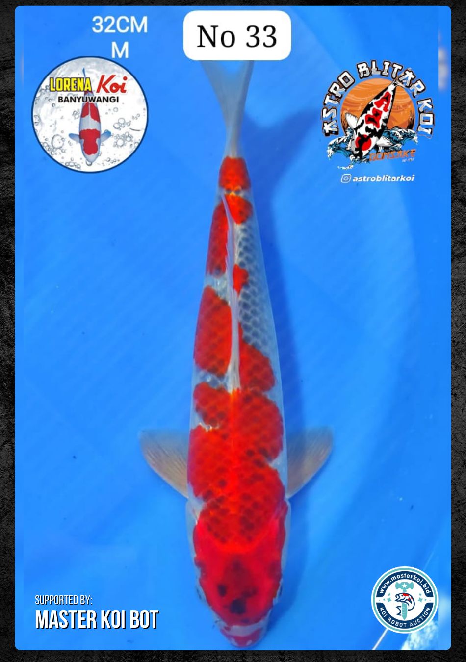 Lelang Koi Online, Jual Beli Ikan Koi, Pusat Jual Beli Koi, Info Lelang Koi Hari Ini, Platform Jual Beli Koi, Jual Beli Ikan Koi Online, Marketplace Ikan Koi, Jual Koi Terbaik, Tempat Beli Koi Berkualitas, Pasar Ikan Koi Online Terpercaya, Penjual Ikan Koi Terpercaya, Beli Koi Hias Online, Ikan Koi untuk Dijual, Koi Kualitas Terbaik, Toko Online Ikan Koi, Koi Hias Untuk Dijual, Jual Beli Ikan Koi Lokal, Koi Indonesia Online, Pusat Jual Beli Koi Terbesar