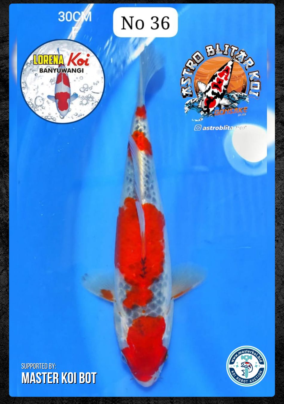 Lelang Koi Online, Jual Beli Ikan Koi, Pusat Jual Beli Koi, Info Lelang Koi Hari Ini, Platform Jual Beli Koi, Jual Beli Ikan Koi Online, Marketplace Ikan Koi, Jual Koi Terbaik, Tempat Beli Koi Berkualitas, Pasar Ikan Koi Online Terpercaya, Penjual Ikan Koi Terpercaya, Beli Koi Hias Online, Ikan Koi untuk Dijual, Koi Kualitas Terbaik, Toko Online Ikan Koi, Koi Hias Untuk Dijual, Jual Beli Ikan Koi Lokal, Koi Indonesia Online, Pusat Jual Beli Koi Terbesar