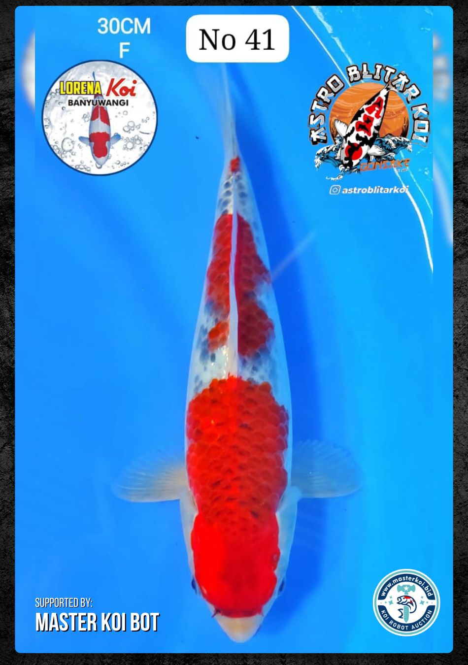 Lelang Koi Online, Jual Beli Ikan Koi, Pusat Jual Beli Koi, Info Lelang Koi Hari Ini, Platform Jual Beli Koi, Jual Beli Ikan Koi Online, Marketplace Ikan Koi, Jual Koi Terbaik, Tempat Beli Koi Berkualitas, Pasar Ikan Koi Online Terpercaya, Penjual Ikan Koi Terpercaya, Beli Koi Hias Online, Ikan Koi untuk Dijual, Koi Kualitas Terbaik, Toko Online Ikan Koi, Koi Hias Untuk Dijual, Jual Beli Ikan Koi Lokal, Koi Indonesia Online, Pusat Jual Beli Koi Terbesar