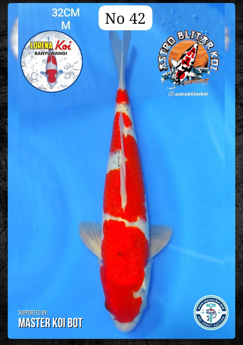 Lelang Koi Online, Jual Beli Ikan Koi, Pusat Jual Beli Koi, Info Lelang Koi Hari Ini, Platform Jual Beli Koi, Jual Beli Ikan Koi Online, Marketplace Ikan Koi, Jual Koi Terbaik, Tempat Beli Koi Berkualitas, Pasar Ikan Koi Online Terpercaya, Penjual Ikan Koi Terpercaya, Beli Koi Hias Online, Ikan Koi untuk Dijual, Koi Kualitas Terbaik, Toko Online Ikan Koi, Koi Hias Untuk Dijual, Jual Beli Ikan Koi Lokal, Koi Indonesia Online, Pusat Jual Beli Koi Terbesar