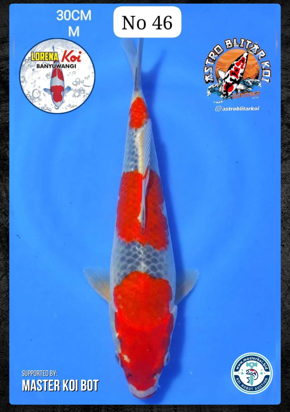 Lelang Koi Online, Jual Beli Ikan Koi, Pusat Jual Beli Koi, Info Lelang Koi Hari Ini, Platform Jual Beli Koi, Jual Beli Ikan Koi Online, Marketplace Ikan Koi, Jual Koi Terbaik, Tempat Beli Koi Berkualitas, Pasar Ikan Koi Online Terpercaya, Penjual Ikan Koi Terpercaya, Beli Koi Hias Online, Ikan Koi untuk Dijual, Koi Kualitas Terbaik, Toko Online Ikan Koi, Koi Hias Untuk Dijual, Jual Beli Ikan Koi Lokal, Koi Indonesia Online, Pusat Jual Beli Koi Terbesar