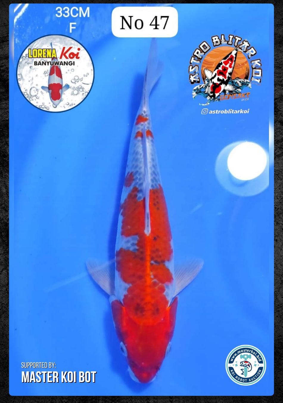 Lelang Koi Online, Jual Beli Ikan Koi, Pusat Jual Beli Koi, Info Lelang Koi Hari Ini, Platform Jual Beli Koi, Jual Beli Ikan Koi Online, Marketplace Ikan Koi, Jual Koi Terbaik, Tempat Beli Koi Berkualitas, Pasar Ikan Koi Online Terpercaya, Penjual Ikan Koi Terpercaya, Beli Koi Hias Online, Ikan Koi untuk Dijual, Koi Kualitas Terbaik, Toko Online Ikan Koi, Koi Hias Untuk Dijual, Jual Beli Ikan Koi Lokal, Koi Indonesia Online, Pusat Jual Beli Koi Terbesar