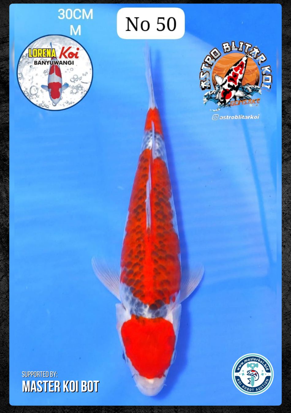 Lelang Koi Online, Jual Beli Ikan Koi, Pusat Jual Beli Koi, Info Lelang Koi Hari Ini, Platform Jual Beli Koi, Jual Beli Ikan Koi Online, Marketplace Ikan Koi, Jual Koi Terbaik, Tempat Beli Koi Berkualitas, Pasar Ikan Koi Online Terpercaya, Penjual Ikan Koi Terpercaya, Beli Koi Hias Online, Ikan Koi untuk Dijual, Koi Kualitas Terbaik, Toko Online Ikan Koi, Koi Hias Untuk Dijual, Jual Beli Ikan Koi Lokal, Koi Indonesia Online, Pusat Jual Beli Koi Terbesar