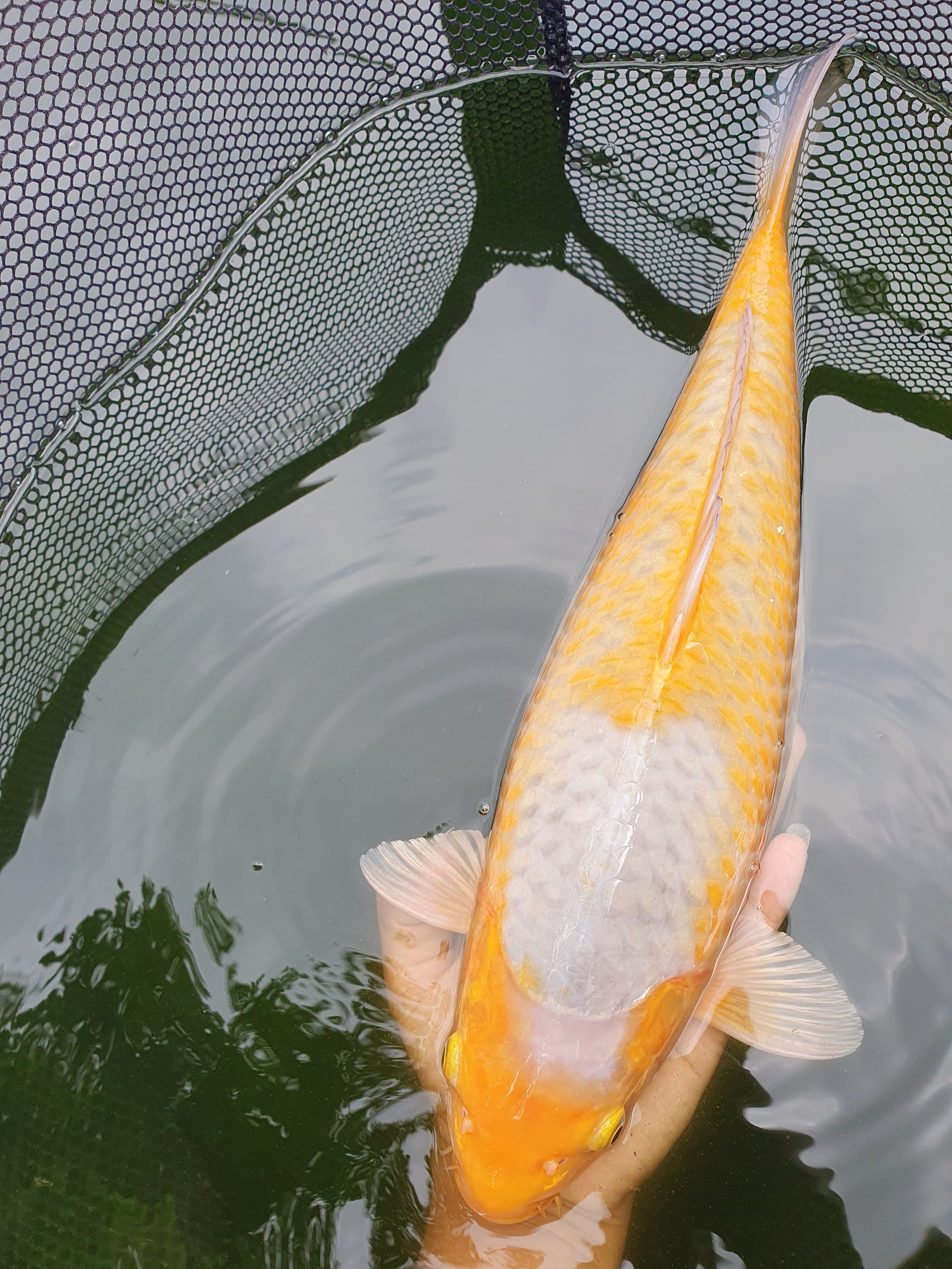 Lelang Koi Online, Jual Beli Ikan Koi, Pusat Jual Beli Koi, Info Lelang Koi Hari Ini, Platform Jual Beli Koi, Jual Beli Ikan Koi Online, Marketplace Ikan Koi, Jual Koi Terbaik, Tempat Beli Koi Berkualitas, Pasar Ikan Koi Online Terpercaya, Penjual Ikan Koi Terpercaya, Beli Koi Hias Online, Ikan Koi untuk Dijual, Koi Kualitas Terbaik, Toko Online Ikan Koi, Koi Hias Untuk Dijual, Jual Beli Ikan Koi Lokal, Koi Indonesia Online, Pusat Jual Beli Koi Terbesar