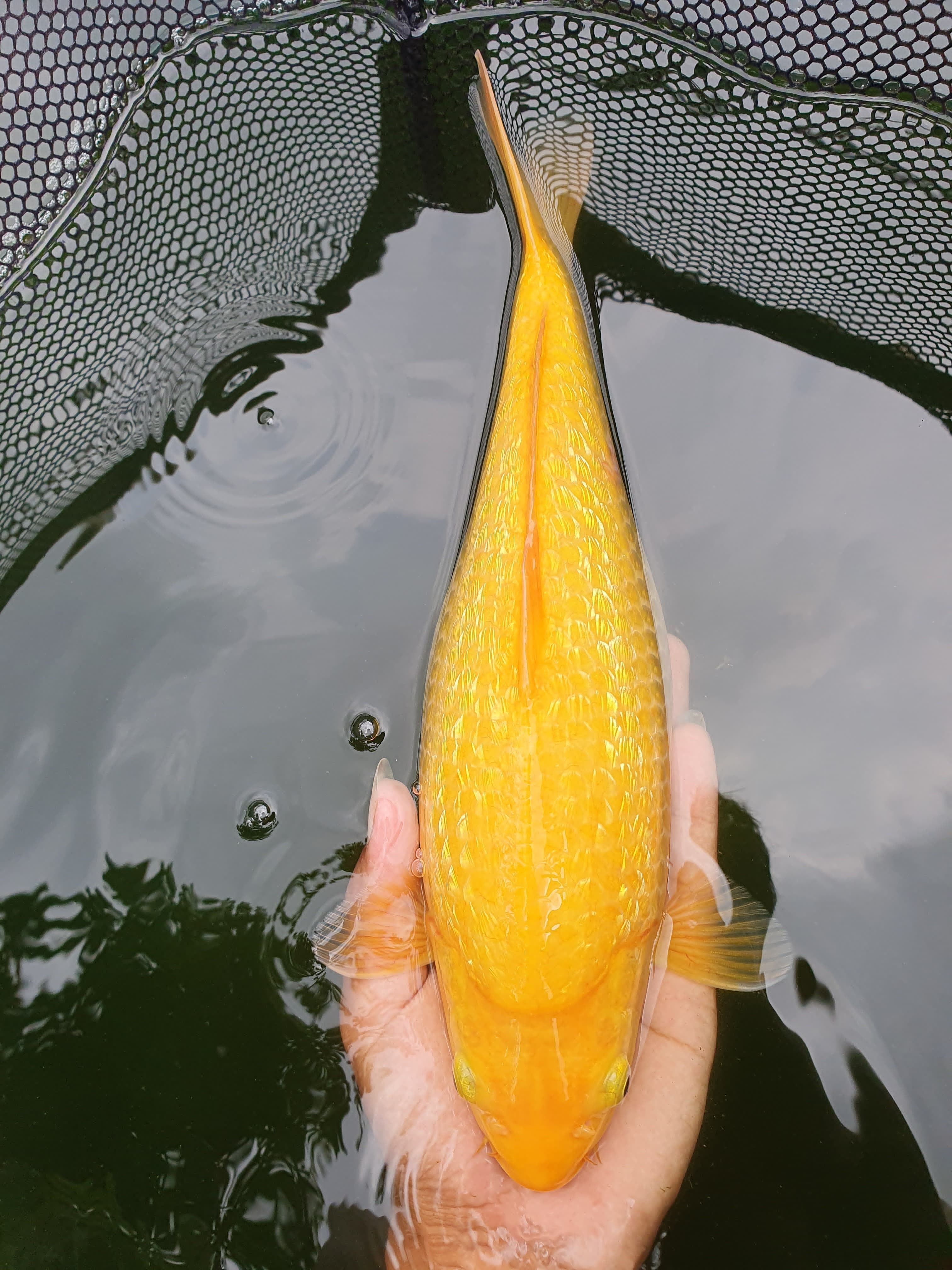 Lelang Koi Online, Jual Beli Ikan Koi, Pusat Jual Beli Koi, Info Lelang Koi Hari Ini, Platform Jual Beli Koi, Jual Beli Ikan Koi Online, Marketplace Ikan Koi, Jual Koi Terbaik, Tempat Beli Koi Berkualitas, Pasar Ikan Koi Online Terpercaya, Penjual Ikan Koi Terpercaya, Beli Koi Hias Online, Ikan Koi untuk Dijual, Koi Kualitas Terbaik, Toko Online Ikan Koi, Koi Hias Untuk Dijual, Jual Beli Ikan Koi Lokal, Koi Indonesia Online, Pusat Jual Beli Koi Terbesar