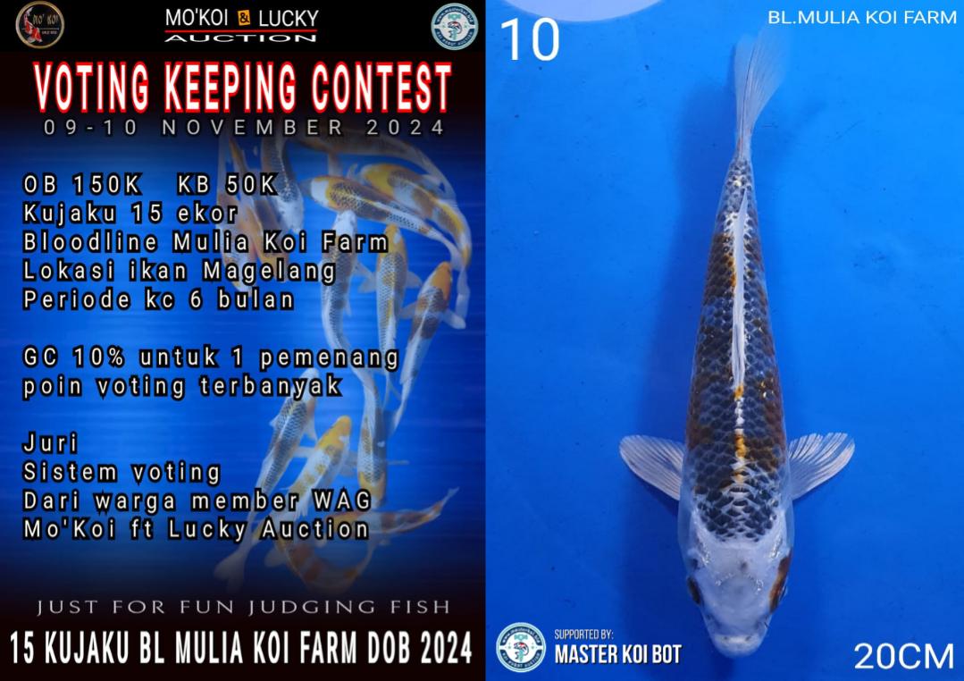 Lelang Koi Online, Jual Beli Ikan Koi, Pusat Jual Beli Koi, Info Lelang Koi Hari Ini, Platform Jual Beli Koi, Jual Beli Ikan Koi Online, Marketplace Ikan Koi, Jual Koi Terbaik, Tempat Beli Koi Berkualitas, Pasar Ikan Koi Online Terpercaya, Penjual Ikan Koi Terpercaya, Beli Koi Hias Online, Ikan Koi untuk Dijual, Koi Kualitas Terbaik, Toko Online Ikan Koi, Koi Hias Untuk Dijual, Jual Beli Ikan Koi Lokal, Koi Indonesia Online, Pusat Jual Beli Koi Terbesar