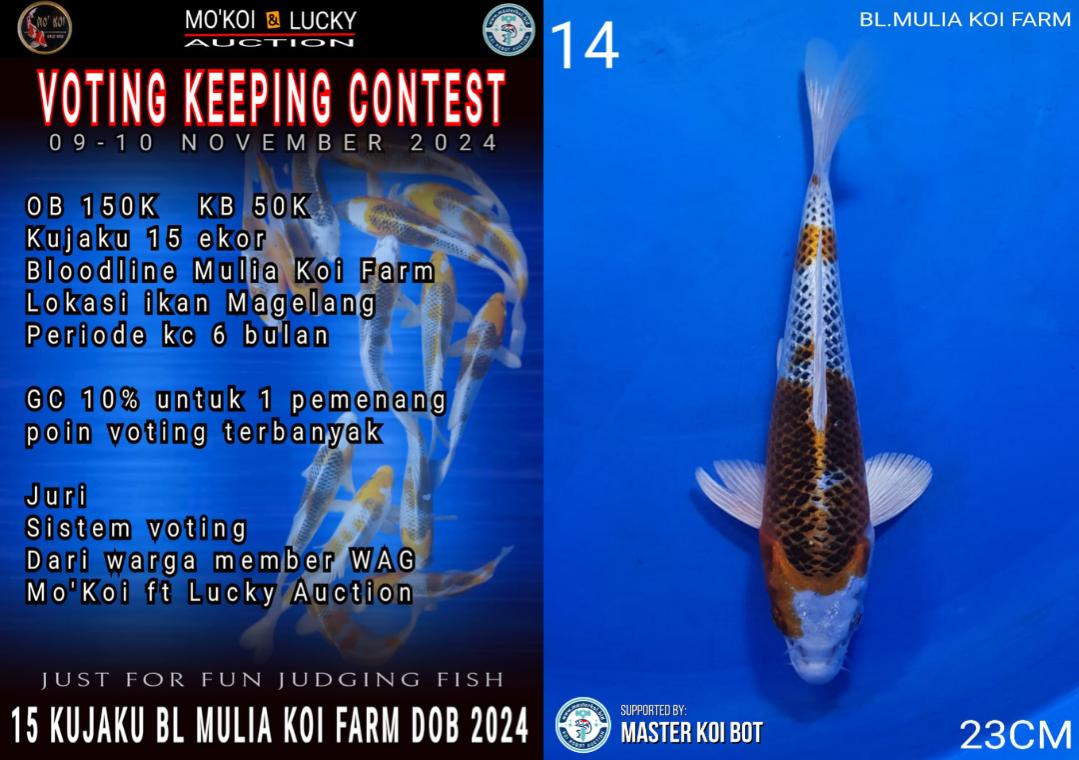 Lelang Koi Online, Jual Beli Ikan Koi, Pusat Jual Beli Koi, Info Lelang Koi Hari Ini, Platform Jual Beli Koi, Jual Beli Ikan Koi Online, Marketplace Ikan Koi, Jual Koi Terbaik, Tempat Beli Koi Berkualitas, Pasar Ikan Koi Online Terpercaya, Penjual Ikan Koi Terpercaya, Beli Koi Hias Online, Ikan Koi untuk Dijual, Koi Kualitas Terbaik, Toko Online Ikan Koi, Koi Hias Untuk Dijual, Jual Beli Ikan Koi Lokal, Koi Indonesia Online, Pusat Jual Beli Koi Terbesar