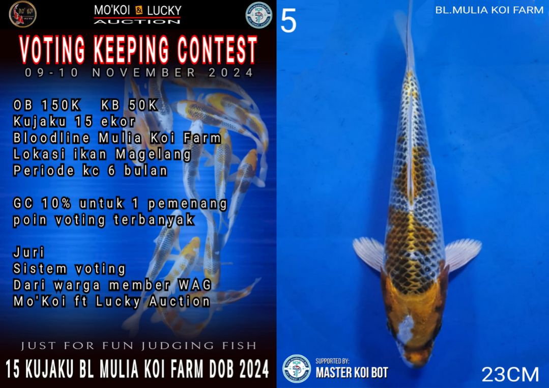 Lelang Koi Online, Jual Beli Ikan Koi, Pusat Jual Beli Koi, Info Lelang Koi Hari Ini, Platform Jual Beli Koi, Jual Beli Ikan Koi Online, Marketplace Ikan Koi, Jual Koi Terbaik, Tempat Beli Koi Berkualitas, Pasar Ikan Koi Online Terpercaya, Penjual Ikan Koi Terpercaya, Beli Koi Hias Online, Ikan Koi untuk Dijual, Koi Kualitas Terbaik, Toko Online Ikan Koi, Koi Hias Untuk Dijual, Jual Beli Ikan Koi Lokal, Koi Indonesia Online, Pusat Jual Beli Koi Terbesar