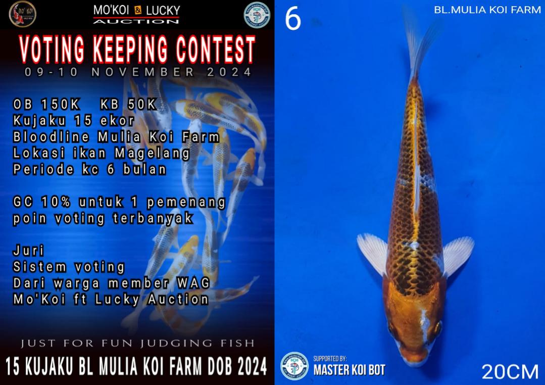 Lelang Koi Online, Jual Beli Ikan Koi, Pusat Jual Beli Koi, Info Lelang Koi Hari Ini, Platform Jual Beli Koi, Jual Beli Ikan Koi Online, Marketplace Ikan Koi, Jual Koi Terbaik, Tempat Beli Koi Berkualitas, Pasar Ikan Koi Online Terpercaya, Penjual Ikan Koi Terpercaya, Beli Koi Hias Online, Ikan Koi untuk Dijual, Koi Kualitas Terbaik, Toko Online Ikan Koi, Koi Hias Untuk Dijual, Jual Beli Ikan Koi Lokal, Koi Indonesia Online, Pusat Jual Beli Koi Terbesar