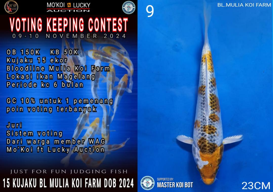 Lelang Koi Online, Jual Beli Ikan Koi, Pusat Jual Beli Koi, Info Lelang Koi Hari Ini, Platform Jual Beli Koi, Jual Beli Ikan Koi Online, Marketplace Ikan Koi, Jual Koi Terbaik, Tempat Beli Koi Berkualitas, Pasar Ikan Koi Online Terpercaya, Penjual Ikan Koi Terpercaya, Beli Koi Hias Online, Ikan Koi untuk Dijual, Koi Kualitas Terbaik, Toko Online Ikan Koi, Koi Hias Untuk Dijual, Jual Beli Ikan Koi Lokal, Koi Indonesia Online, Pusat Jual Beli Koi Terbesar