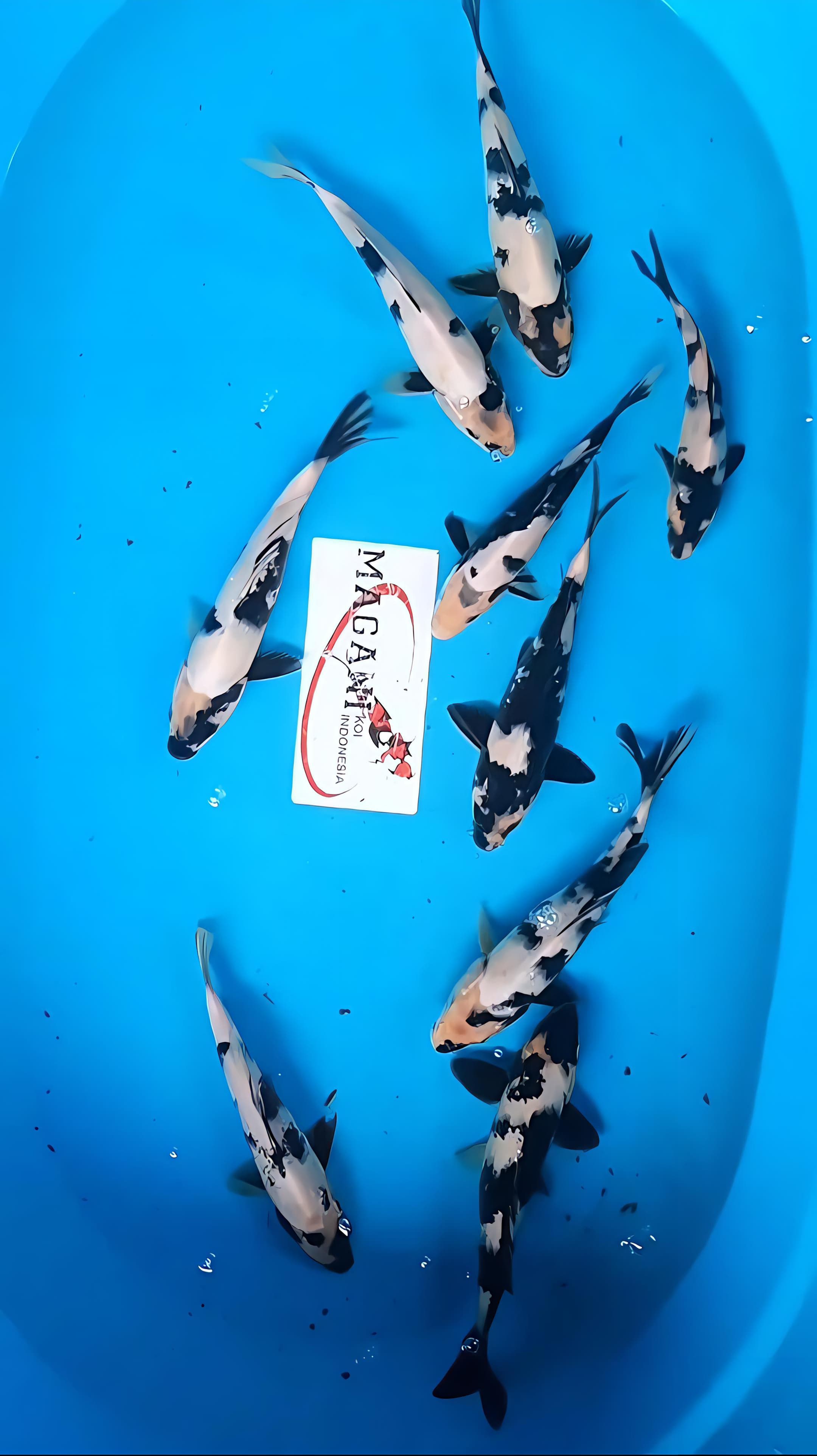 Lelang Koi Online, Jual Beli Ikan Koi, Pusat Jual Beli Koi, Info Lelang Koi Hari Ini, Platform Jual Beli Koi, Jual Beli Ikan Koi Online, Marketplace Ikan Koi, Jual Koi Terbaik, Tempat Beli Koi Berkualitas, Pasar Ikan Koi Online Terpercaya, Penjual Ikan Koi Terpercaya, Beli Koi Hias Online, Ikan Koi untuk Dijual, Koi Kualitas Terbaik, Toko Online Ikan Koi, Koi Hias Untuk Dijual, Jual Beli Ikan Koi Lokal, Koi Indonesia Online, Pusat Jual Beli Koi Terbesar