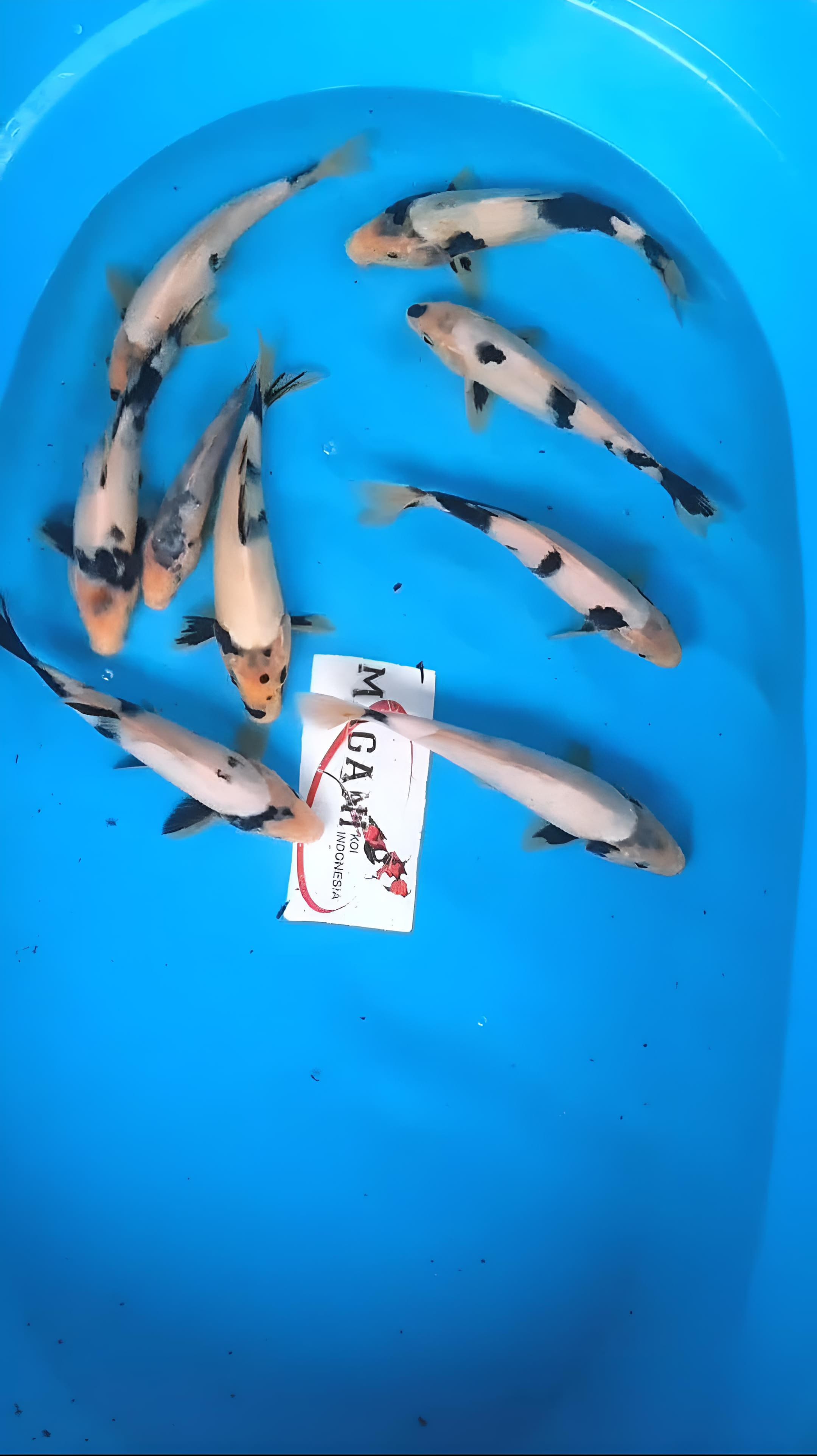 Lelang Koi Online, Jual Beli Ikan Koi, Pusat Jual Beli Koi, Info Lelang Koi Hari Ini, Platform Jual Beli Koi, Jual Beli Ikan Koi Online, Marketplace Ikan Koi, Jual Koi Terbaik, Tempat Beli Koi Berkualitas, Pasar Ikan Koi Online Terpercaya, Penjual Ikan Koi Terpercaya, Beli Koi Hias Online, Ikan Koi untuk Dijual, Koi Kualitas Terbaik, Toko Online Ikan Koi, Koi Hias Untuk Dijual, Jual Beli Ikan Koi Lokal, Koi Indonesia Online, Pusat Jual Beli Koi Terbesar