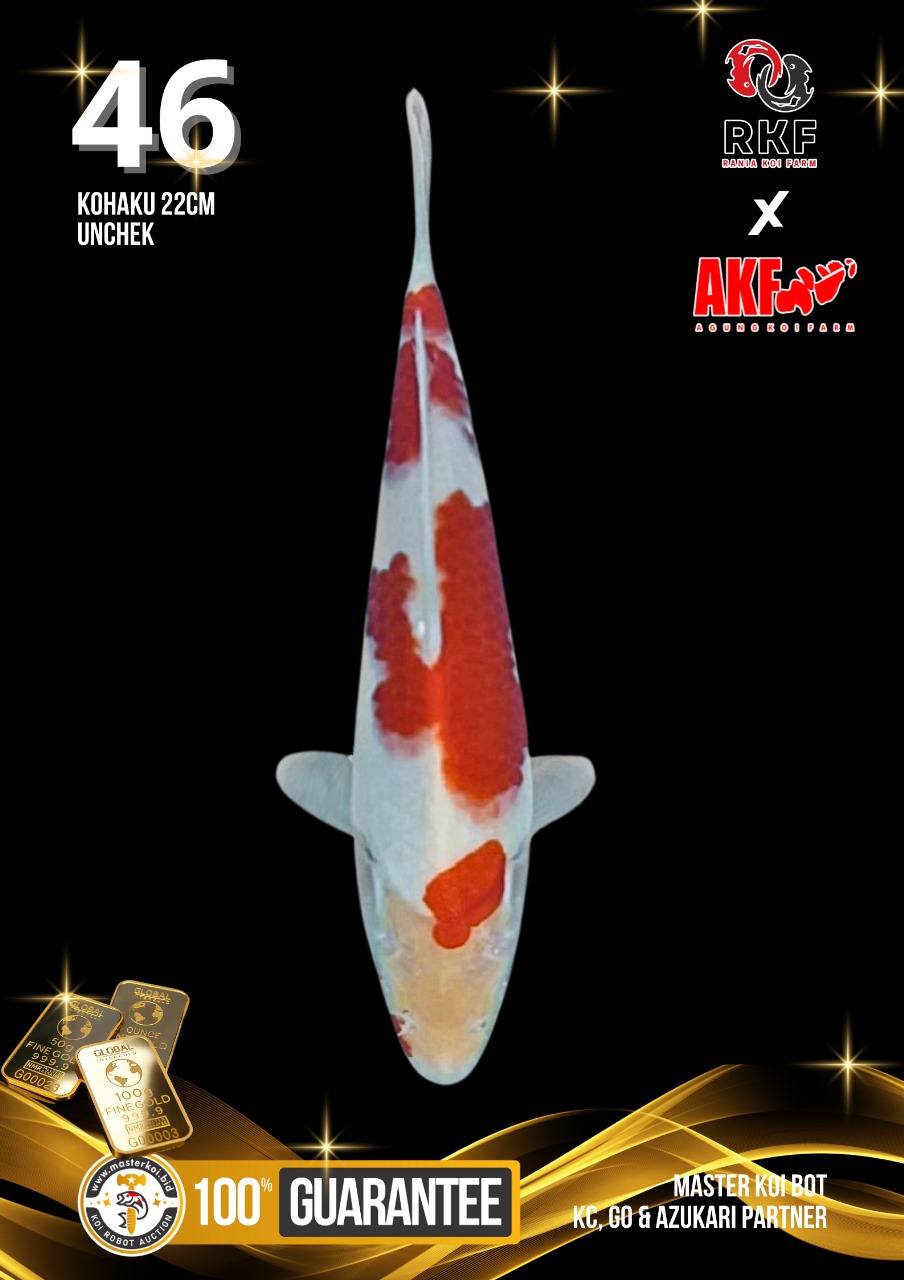 Lelang Koi Online, Jual Beli Ikan Koi, Pusat Jual Beli Koi, Info Lelang Koi Hari Ini, Platform Jual Beli Koi, Jual Beli Ikan Koi Online, Marketplace Ikan Koi, Jual Koi Terbaik, Tempat Beli Koi Berkualitas, Pasar Ikan Koi Online Terpercaya, Penjual Ikan Koi Terpercaya, Beli Koi Hias Online, Ikan Koi untuk Dijual, Koi Kualitas Terbaik, Toko Online Ikan Koi, Koi Hias Untuk Dijual, Jual Beli Ikan Koi Lokal, Koi Indonesia Online, Pusat Jual Beli Koi Terbesar