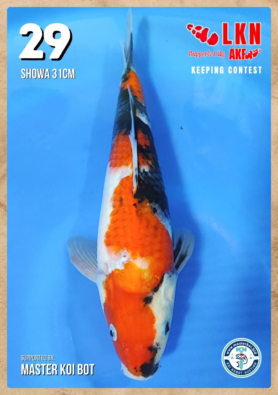 Lelang Koi Online, Jual Beli Ikan Koi, Pusat Jual Beli Koi, Info Lelang Koi Hari Ini, Platform Jual Beli Koi, Jual Beli Ikan Koi Online, Marketplace Ikan Koi, Jual Koi Terbaik, Tempat Beli Koi Berkualitas, Pasar Ikan Koi Online Terpercaya, Penjual Ikan Koi Terpercaya, Beli Koi Hias Online, Ikan Koi untuk Dijual, Koi Kualitas Terbaik, Toko Online Ikan Koi, Koi Hias Untuk Dijual, Jual Beli Ikan Koi Lokal, Koi Indonesia Online, Pusat Jual Beli Koi Terbesar