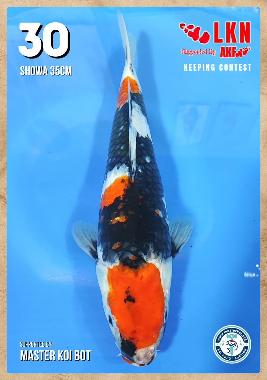 Lelang Koi Online, Jual Beli Ikan Koi, Pusat Jual Beli Koi, Info Lelang Koi Hari Ini, Platform Jual Beli Koi, Jual Beli Ikan Koi Online, Marketplace Ikan Koi, Jual Koi Terbaik, Tempat Beli Koi Berkualitas, Pasar Ikan Koi Online Terpercaya, Penjual Ikan Koi Terpercaya, Beli Koi Hias Online, Ikan Koi untuk Dijual, Koi Kualitas Terbaik, Toko Online Ikan Koi, Koi Hias Untuk Dijual, Jual Beli Ikan Koi Lokal, Koi Indonesia Online, Pusat Jual Beli Koi Terbesar