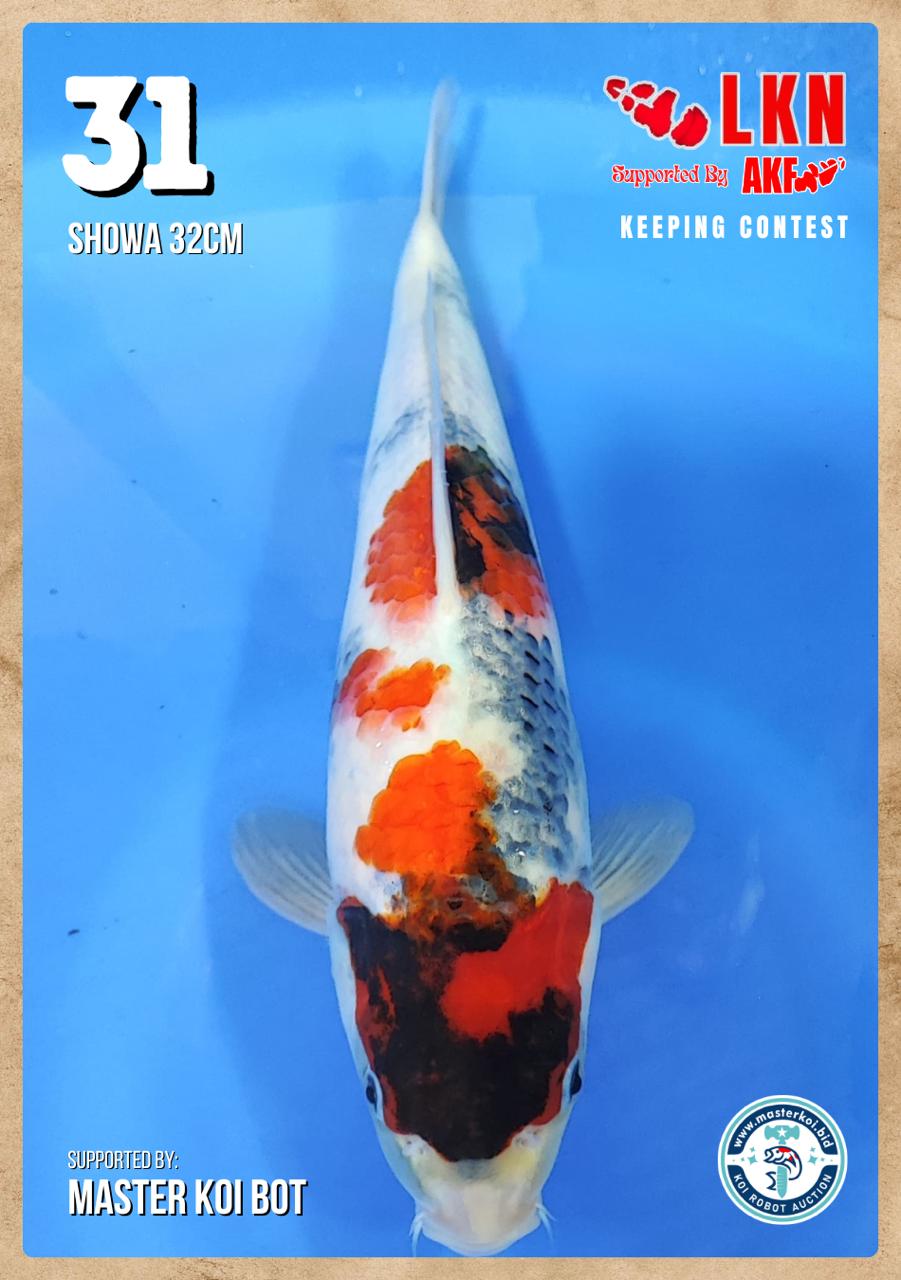 Lelang Koi Online, Jual Beli Ikan Koi, Pusat Jual Beli Koi, Info Lelang Koi Hari Ini, Platform Jual Beli Koi, Jual Beli Ikan Koi Online, Marketplace Ikan Koi, Jual Koi Terbaik, Tempat Beli Koi Berkualitas, Pasar Ikan Koi Online Terpercaya, Penjual Ikan Koi Terpercaya, Beli Koi Hias Online, Ikan Koi untuk Dijual, Koi Kualitas Terbaik, Toko Online Ikan Koi, Koi Hias Untuk Dijual, Jual Beli Ikan Koi Lokal, Koi Indonesia Online, Pusat Jual Beli Koi Terbesar