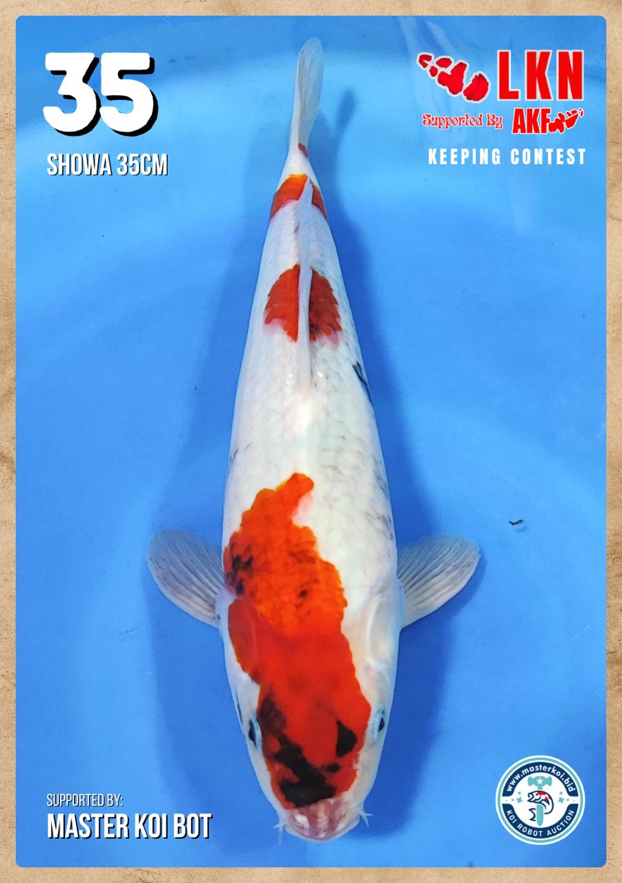 Lelang Koi Online, Jual Beli Ikan Koi, Pusat Jual Beli Koi, Info Lelang Koi Hari Ini, Platform Jual Beli Koi, Jual Beli Ikan Koi Online, Marketplace Ikan Koi, Jual Koi Terbaik, Tempat Beli Koi Berkualitas, Pasar Ikan Koi Online Terpercaya, Penjual Ikan Koi Terpercaya, Beli Koi Hias Online, Ikan Koi untuk Dijual, Koi Kualitas Terbaik, Toko Online Ikan Koi, Koi Hias Untuk Dijual, Jual Beli Ikan Koi Lokal, Koi Indonesia Online, Pusat Jual Beli Koi Terbesar