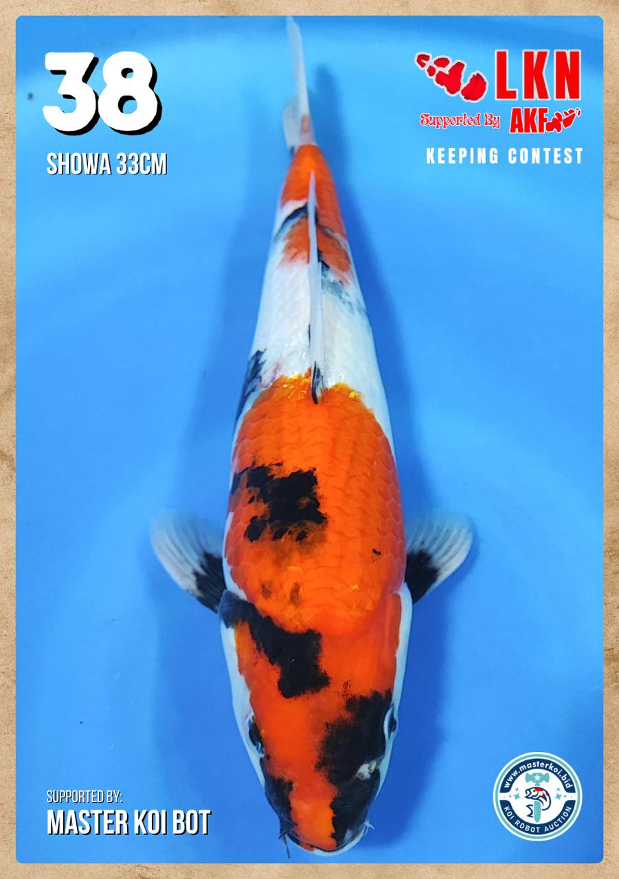 Lelang Koi Online, Jual Beli Ikan Koi, Pusat Jual Beli Koi, Info Lelang Koi Hari Ini, Platform Jual Beli Koi, Jual Beli Ikan Koi Online, Marketplace Ikan Koi, Jual Koi Terbaik, Tempat Beli Koi Berkualitas, Pasar Ikan Koi Online Terpercaya, Penjual Ikan Koi Terpercaya, Beli Koi Hias Online, Ikan Koi untuk Dijual, Koi Kualitas Terbaik, Toko Online Ikan Koi, Koi Hias Untuk Dijual, Jual Beli Ikan Koi Lokal, Koi Indonesia Online, Pusat Jual Beli Koi Terbesar