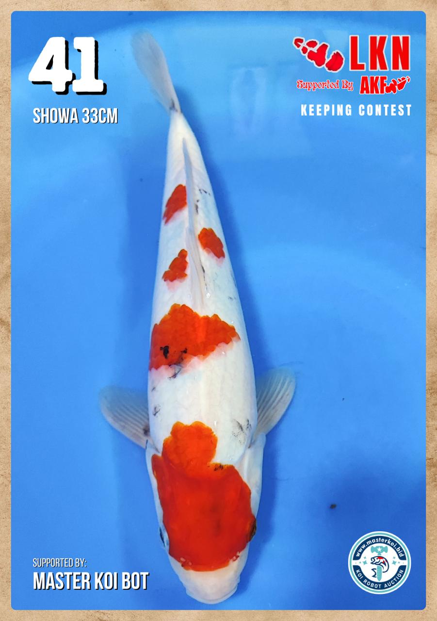 Lelang Koi Online, Jual Beli Ikan Koi, Pusat Jual Beli Koi, Info Lelang Koi Hari Ini, Platform Jual Beli Koi, Jual Beli Ikan Koi Online, Marketplace Ikan Koi, Jual Koi Terbaik, Tempat Beli Koi Berkualitas, Pasar Ikan Koi Online Terpercaya, Penjual Ikan Koi Terpercaya, Beli Koi Hias Online, Ikan Koi untuk Dijual, Koi Kualitas Terbaik, Toko Online Ikan Koi, Koi Hias Untuk Dijual, Jual Beli Ikan Koi Lokal, Koi Indonesia Online, Pusat Jual Beli Koi Terbesar