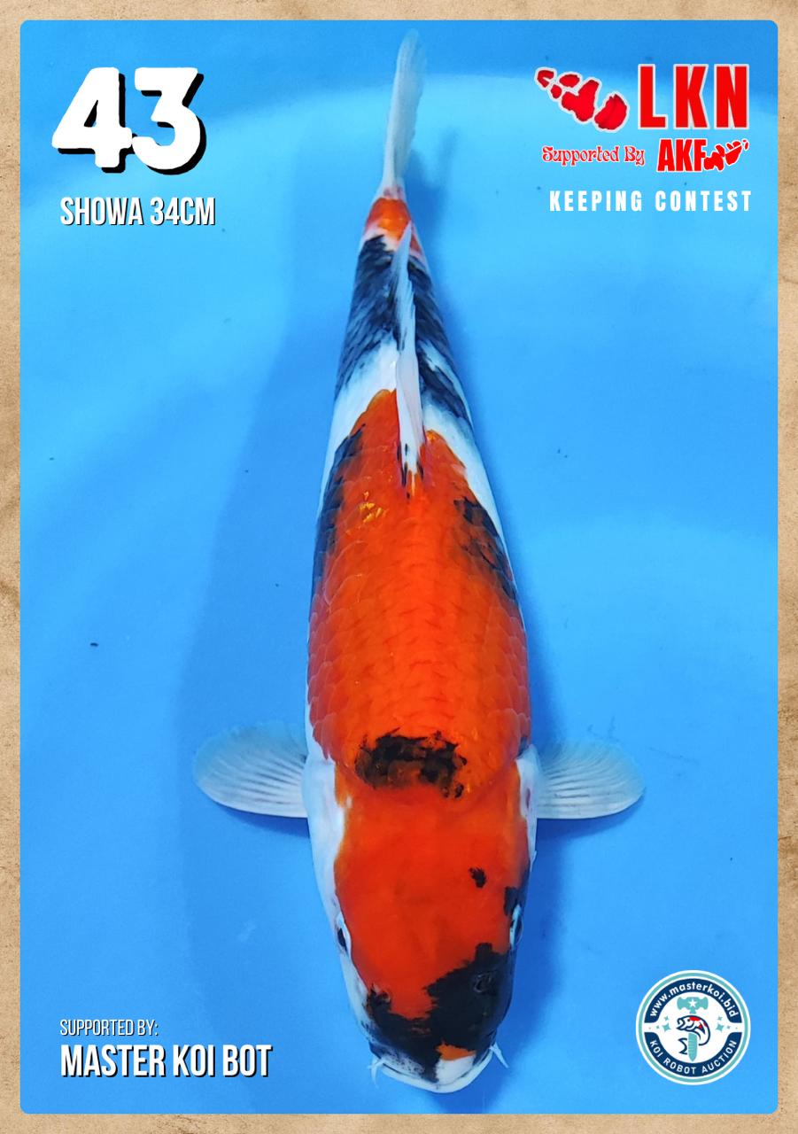 Lelang Koi Online, Jual Beli Ikan Koi, Pusat Jual Beli Koi, Info Lelang Koi Hari Ini, Platform Jual Beli Koi, Jual Beli Ikan Koi Online, Marketplace Ikan Koi, Jual Koi Terbaik, Tempat Beli Koi Berkualitas, Pasar Ikan Koi Online Terpercaya, Penjual Ikan Koi Terpercaya, Beli Koi Hias Online, Ikan Koi untuk Dijual, Koi Kualitas Terbaik, Toko Online Ikan Koi, Koi Hias Untuk Dijual, Jual Beli Ikan Koi Lokal, Koi Indonesia Online, Pusat Jual Beli Koi Terbesar