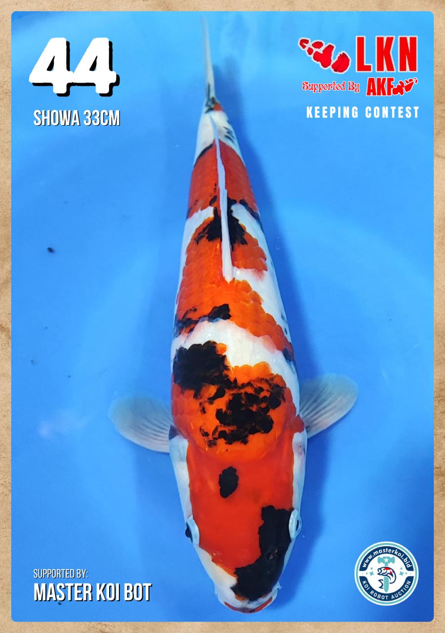 Lelang Koi Online, Jual Beli Ikan Koi, Pusat Jual Beli Koi, Info Lelang Koi Hari Ini, Platform Jual Beli Koi, Jual Beli Ikan Koi Online, Marketplace Ikan Koi, Jual Koi Terbaik, Tempat Beli Koi Berkualitas, Pasar Ikan Koi Online Terpercaya, Penjual Ikan Koi Terpercaya, Beli Koi Hias Online, Ikan Koi untuk Dijual, Koi Kualitas Terbaik, Toko Online Ikan Koi, Koi Hias Untuk Dijual, Jual Beli Ikan Koi Lokal, Koi Indonesia Online, Pusat Jual Beli Koi Terbesar