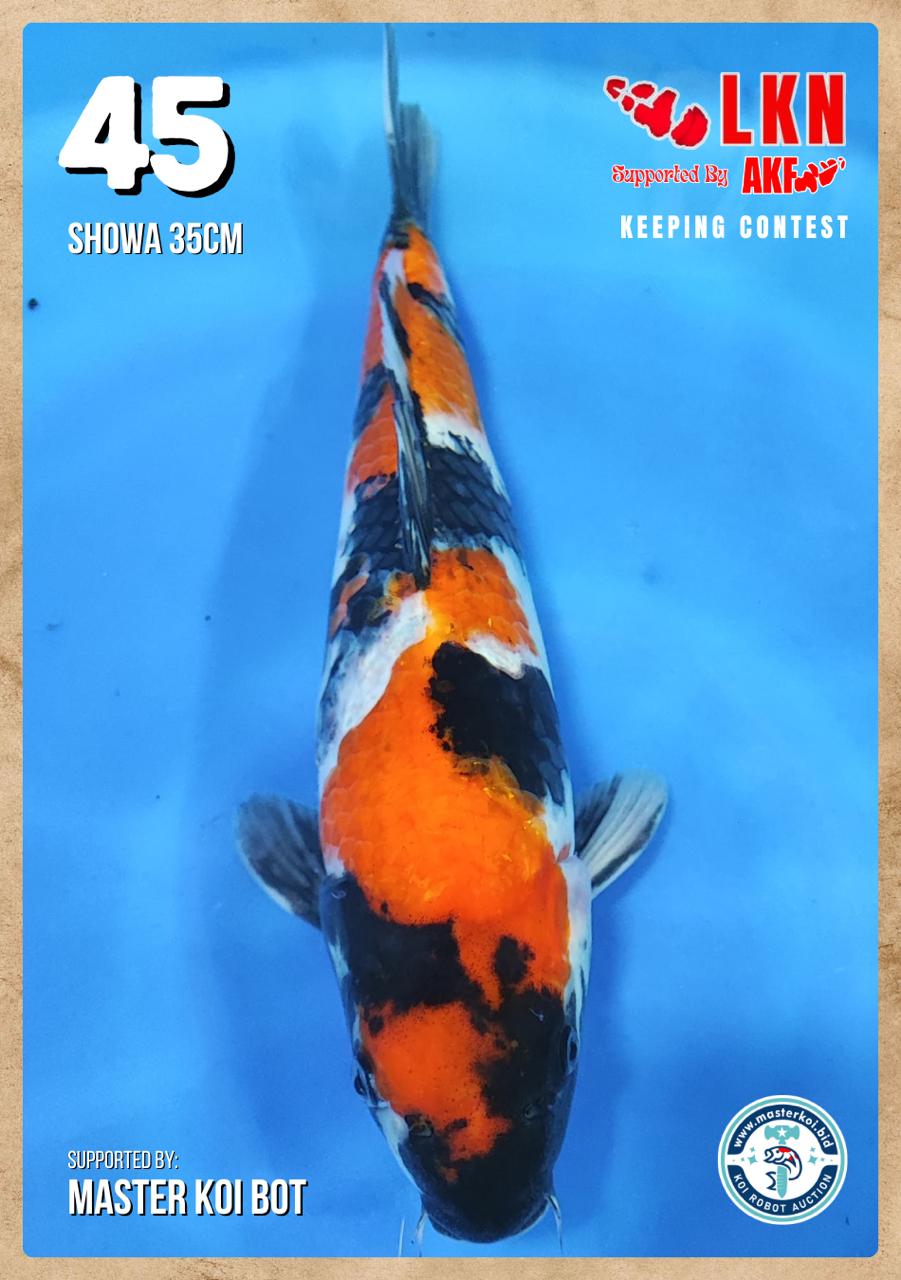 Lelang Koi Online, Jual Beli Ikan Koi, Pusat Jual Beli Koi, Info Lelang Koi Hari Ini, Platform Jual Beli Koi, Jual Beli Ikan Koi Online, Marketplace Ikan Koi, Jual Koi Terbaik, Tempat Beli Koi Berkualitas, Pasar Ikan Koi Online Terpercaya, Penjual Ikan Koi Terpercaya, Beli Koi Hias Online, Ikan Koi untuk Dijual, Koi Kualitas Terbaik, Toko Online Ikan Koi, Koi Hias Untuk Dijual, Jual Beli Ikan Koi Lokal, Koi Indonesia Online, Pusat Jual Beli Koi Terbesar