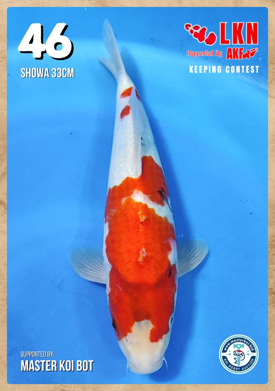 Lelang Koi Online, Jual Beli Ikan Koi, Pusat Jual Beli Koi, Info Lelang Koi Hari Ini, Platform Jual Beli Koi, Jual Beli Ikan Koi Online, Marketplace Ikan Koi, Jual Koi Terbaik, Tempat Beli Koi Berkualitas, Pasar Ikan Koi Online Terpercaya, Penjual Ikan Koi Terpercaya, Beli Koi Hias Online, Ikan Koi untuk Dijual, Koi Kualitas Terbaik, Toko Online Ikan Koi, Koi Hias Untuk Dijual, Jual Beli Ikan Koi Lokal, Koi Indonesia Online, Pusat Jual Beli Koi Terbesar