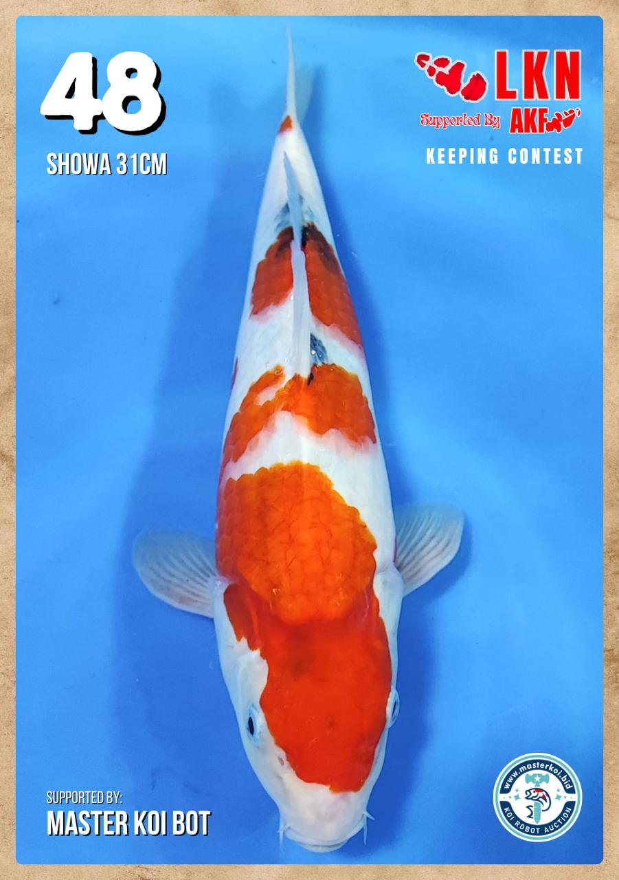 Lelang Koi Online, Jual Beli Ikan Koi, Pusat Jual Beli Koi, Info Lelang Koi Hari Ini, Platform Jual Beli Koi, Jual Beli Ikan Koi Online, Marketplace Ikan Koi, Jual Koi Terbaik, Tempat Beli Koi Berkualitas, Pasar Ikan Koi Online Terpercaya, Penjual Ikan Koi Terpercaya, Beli Koi Hias Online, Ikan Koi untuk Dijual, Koi Kualitas Terbaik, Toko Online Ikan Koi, Koi Hias Untuk Dijual, Jual Beli Ikan Koi Lokal, Koi Indonesia Online, Pusat Jual Beli Koi Terbesar