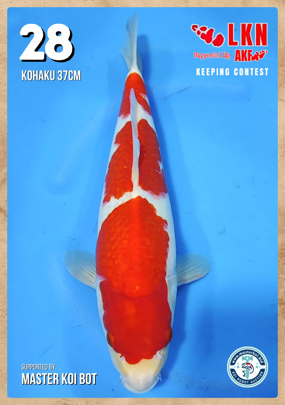 Lelang Koi Online, Jual Beli Ikan Koi, Pusat Jual Beli Koi, Info Lelang Koi Hari Ini, Platform Jual Beli Koi, Jual Beli Ikan Koi Online, Marketplace Ikan Koi, Jual Koi Terbaik, Tempat Beli Koi Berkualitas, Pasar Ikan Koi Online Terpercaya, Penjual Ikan Koi Terpercaya, Beli Koi Hias Online, Ikan Koi untuk Dijual, Koi Kualitas Terbaik, Toko Online Ikan Koi, Koi Hias Untuk Dijual, Jual Beli Ikan Koi Lokal, Koi Indonesia Online, Pusat Jual Beli Koi Terbesar