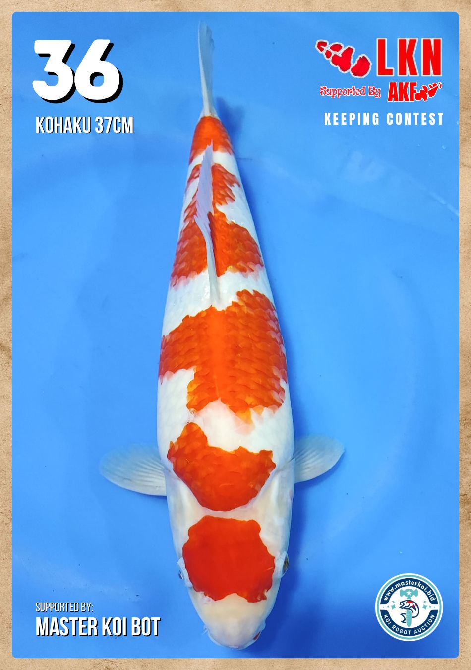 Lelang Koi Online, Jual Beli Ikan Koi, Pusat Jual Beli Koi, Info Lelang Koi Hari Ini, Platform Jual Beli Koi, Jual Beli Ikan Koi Online, Marketplace Ikan Koi, Jual Koi Terbaik, Tempat Beli Koi Berkualitas, Pasar Ikan Koi Online Terpercaya, Penjual Ikan Koi Terpercaya, Beli Koi Hias Online, Ikan Koi untuk Dijual, Koi Kualitas Terbaik, Toko Online Ikan Koi, Koi Hias Untuk Dijual, Jual Beli Ikan Koi Lokal, Koi Indonesia Online, Pusat Jual Beli Koi Terbesar