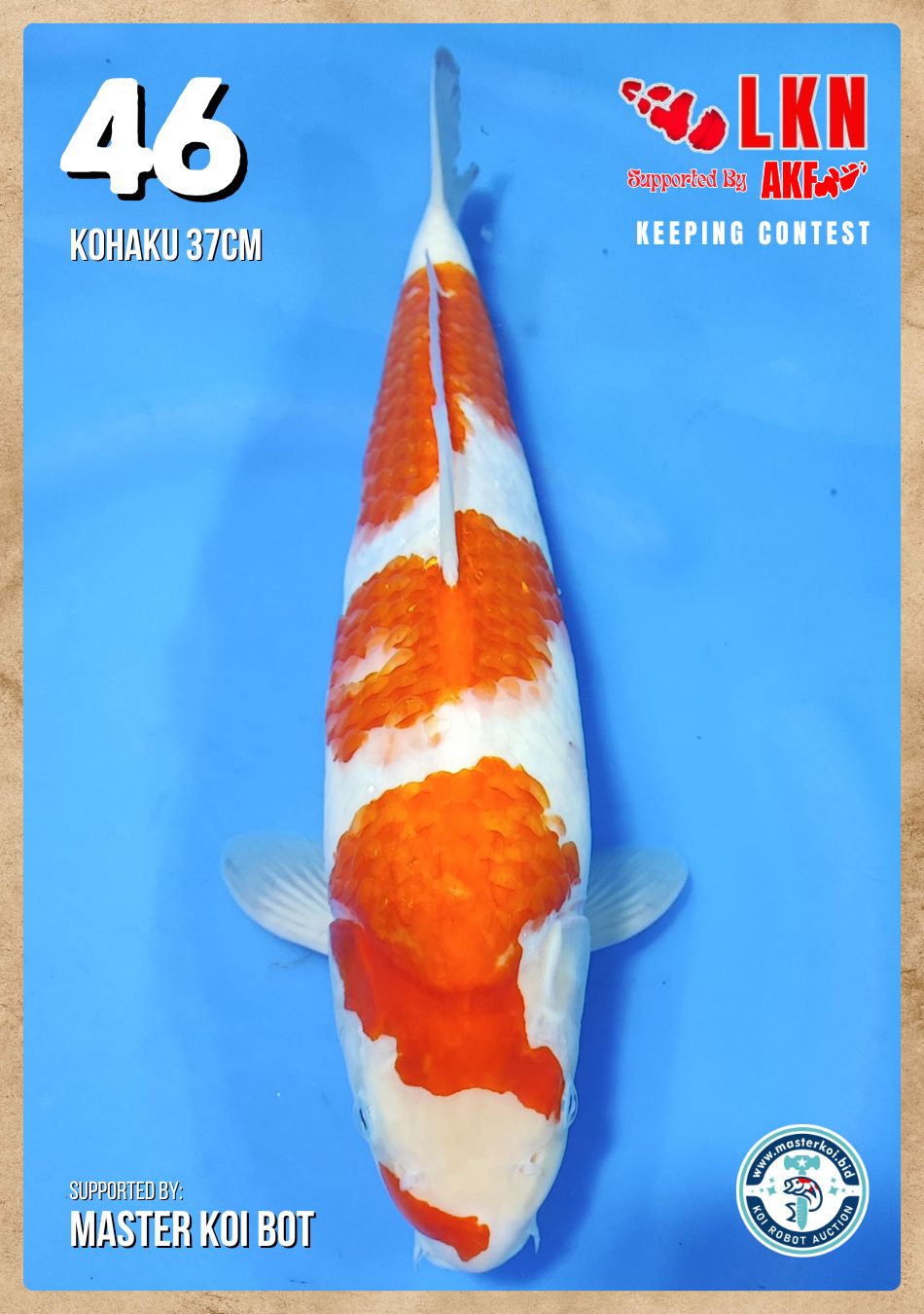 Lelang Koi Online, Jual Beli Ikan Koi, Pusat Jual Beli Koi, Info Lelang Koi Hari Ini, Platform Jual Beli Koi, Jual Beli Ikan Koi Online, Marketplace Ikan Koi, Jual Koi Terbaik, Tempat Beli Koi Berkualitas, Pasar Ikan Koi Online Terpercaya, Penjual Ikan Koi Terpercaya, Beli Koi Hias Online, Ikan Koi untuk Dijual, Koi Kualitas Terbaik, Toko Online Ikan Koi, Koi Hias Untuk Dijual, Jual Beli Ikan Koi Lokal, Koi Indonesia Online, Pusat Jual Beli Koi Terbesar