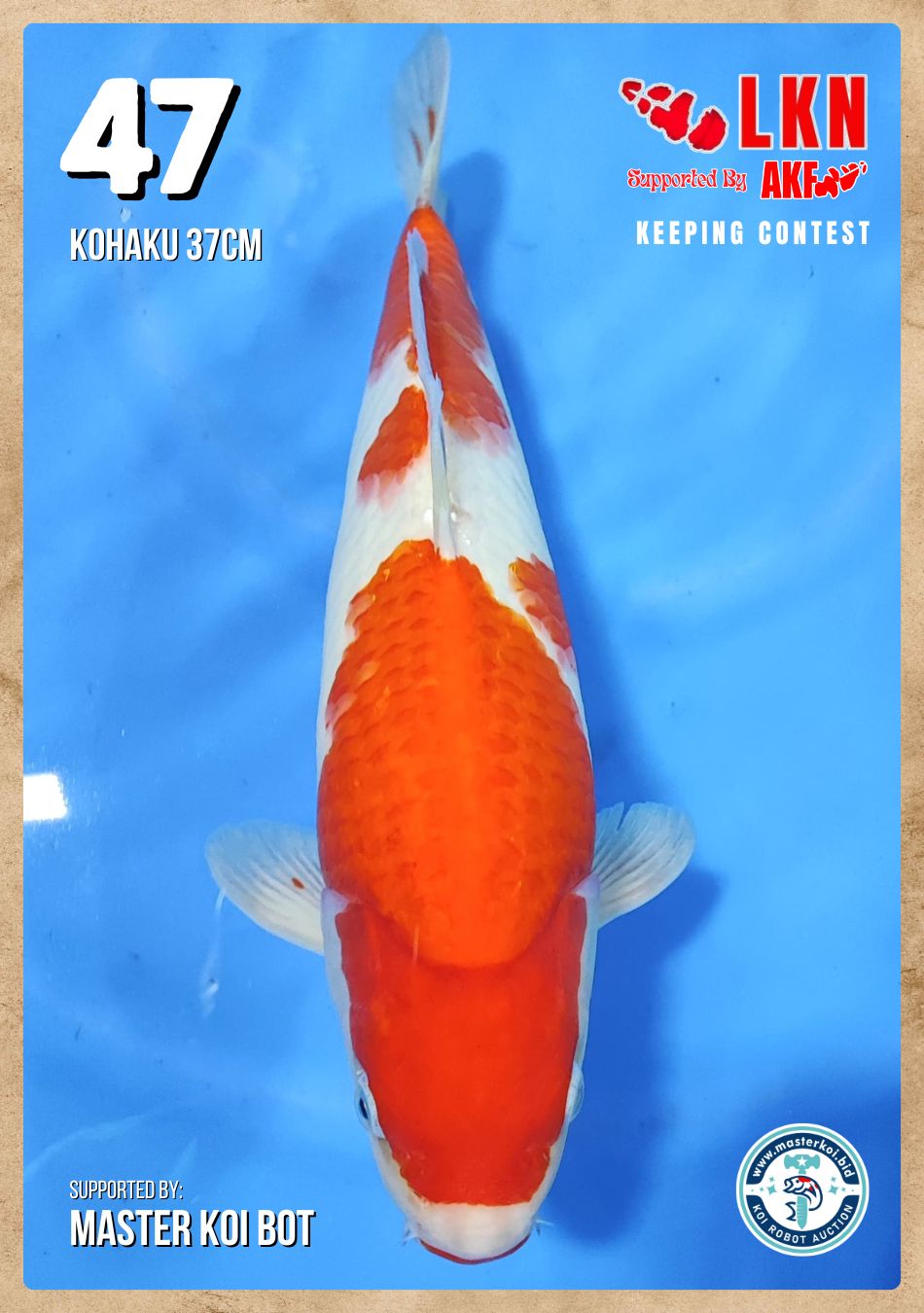 Lelang Koi Online, Jual Beli Ikan Koi, Pusat Jual Beli Koi, Info Lelang Koi Hari Ini, Platform Jual Beli Koi, Jual Beli Ikan Koi Online, Marketplace Ikan Koi, Jual Koi Terbaik, Tempat Beli Koi Berkualitas, Pasar Ikan Koi Online Terpercaya, Penjual Ikan Koi Terpercaya, Beli Koi Hias Online, Ikan Koi untuk Dijual, Koi Kualitas Terbaik, Toko Online Ikan Koi, Koi Hias Untuk Dijual, Jual Beli Ikan Koi Lokal, Koi Indonesia Online, Pusat Jual Beli Koi Terbesar