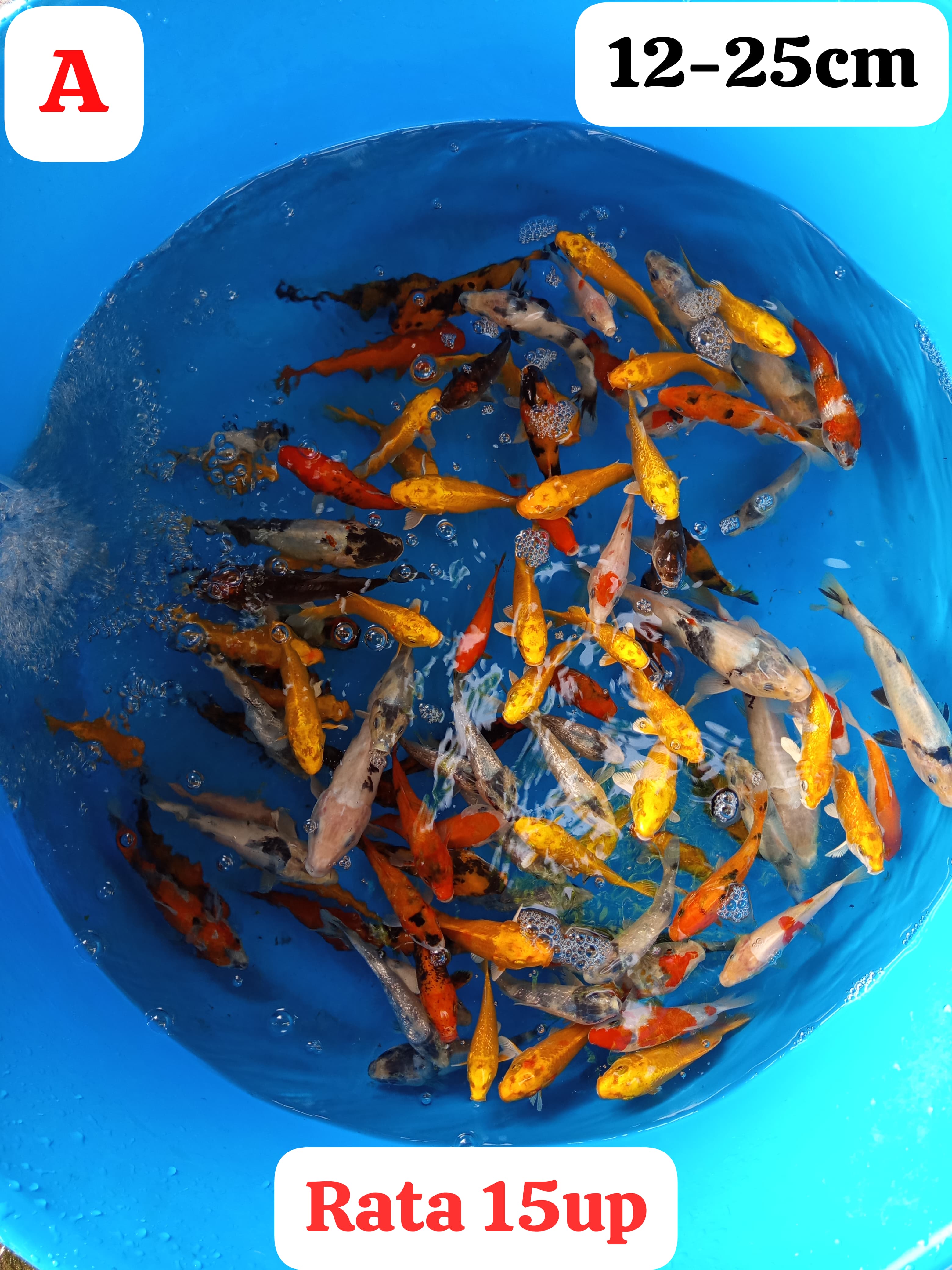 Lelang Koi Online, Jual Beli Ikan Koi, Pusat Jual Beli Koi, Info Lelang Koi Hari Ini, Platform Jual Beli Koi, Jual Beli Ikan Koi Online, Marketplace Ikan Koi, Jual Koi Terbaik, Tempat Beli Koi Berkualitas, Pasar Ikan Koi Online Terpercaya, Penjual Ikan Koi Terpercaya, Beli Koi Hias Online, Ikan Koi untuk Dijual, Koi Kualitas Terbaik, Toko Online Ikan Koi, Koi Hias Untuk Dijual, Jual Beli Ikan Koi Lokal, Koi Indonesia Online, Pusat Jual Beli Koi Terbesar