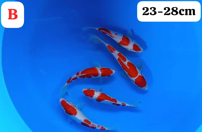 Lelang Koi Online, Jual Beli Ikan Koi, Pusat Jual Beli Koi, Info Lelang Koi Hari Ini, Platform Jual Beli Koi, Jual Beli Ikan Koi Online, Marketplace Ikan Koi, Jual Koi Terbaik, Tempat Beli Koi Berkualitas, Pasar Ikan Koi Online Terpercaya, Penjual Ikan Koi Terpercaya, Beli Koi Hias Online, Ikan Koi untuk Dijual, Koi Kualitas Terbaik, Toko Online Ikan Koi, Koi Hias Untuk Dijual, Jual Beli Ikan Koi Lokal, Koi Indonesia Online, Pusat Jual Beli Koi Terbesar