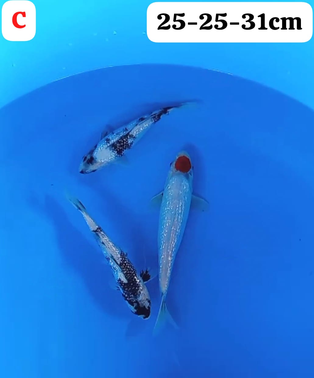 Lelang Koi Online, Jual Beli Ikan Koi, Pusat Jual Beli Koi, Info Lelang Koi Hari Ini, Platform Jual Beli Koi, Jual Beli Ikan Koi Online, Marketplace Ikan Koi, Jual Koi Terbaik, Tempat Beli Koi Berkualitas, Pasar Ikan Koi Online Terpercaya, Penjual Ikan Koi Terpercaya, Beli Koi Hias Online, Ikan Koi untuk Dijual, Koi Kualitas Terbaik, Toko Online Ikan Koi, Koi Hias Untuk Dijual, Jual Beli Ikan Koi Lokal, Koi Indonesia Online, Pusat Jual Beli Koi Terbesar