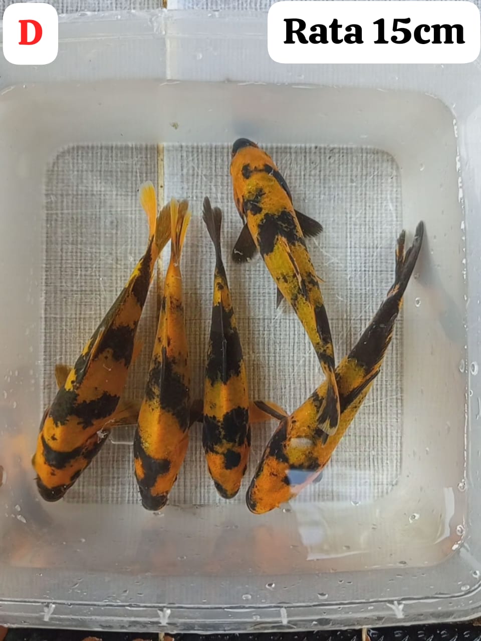 Lelang Koi Online, Jual Beli Ikan Koi, Pusat Jual Beli Koi, Info Lelang Koi Hari Ini, Platform Jual Beli Koi, Jual Beli Ikan Koi Online, Marketplace Ikan Koi, Jual Koi Terbaik, Tempat Beli Koi Berkualitas, Pasar Ikan Koi Online Terpercaya, Penjual Ikan Koi Terpercaya, Beli Koi Hias Online, Ikan Koi untuk Dijual, Koi Kualitas Terbaik, Toko Online Ikan Koi, Koi Hias Untuk Dijual, Jual Beli Ikan Koi Lokal, Koi Indonesia Online, Pusat Jual Beli Koi Terbesar