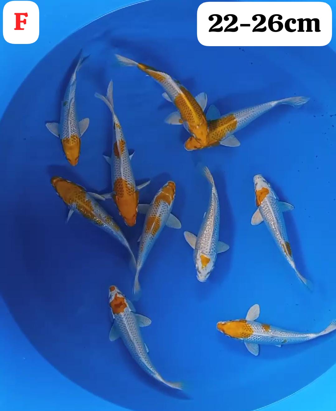 Lelang Koi Online, Jual Beli Ikan Koi, Pusat Jual Beli Koi, Info Lelang Koi Hari Ini, Platform Jual Beli Koi, Jual Beli Ikan Koi Online, Marketplace Ikan Koi, Jual Koi Terbaik, Tempat Beli Koi Berkualitas, Pasar Ikan Koi Online Terpercaya, Penjual Ikan Koi Terpercaya, Beli Koi Hias Online, Ikan Koi untuk Dijual, Koi Kualitas Terbaik, Toko Online Ikan Koi, Koi Hias Untuk Dijual, Jual Beli Ikan Koi Lokal, Koi Indonesia Online, Pusat Jual Beli Koi Terbesar