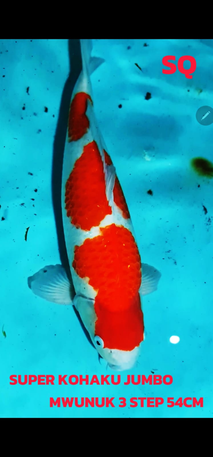 Lelang Koi Online, Jual Beli Ikan Koi, Pusat Jual Beli Koi, Info Lelang Koi Hari Ini, Platform Jual Beli Koi, Jual Beli Ikan Koi Online, Marketplace Ikan Koi, Jual Koi Terbaik, Tempat Beli Koi Berkualitas, Pasar Ikan Koi Online Terpercaya, Penjual Ikan Koi Terpercaya, Beli Koi Hias Online, Ikan Koi untuk Dijual, Koi Kualitas Terbaik, Toko Online Ikan Koi, Koi Hias Untuk Dijual, Jual Beli Ikan Koi Lokal, Koi Indonesia Online, Pusat Jual Beli Koi Terbesar