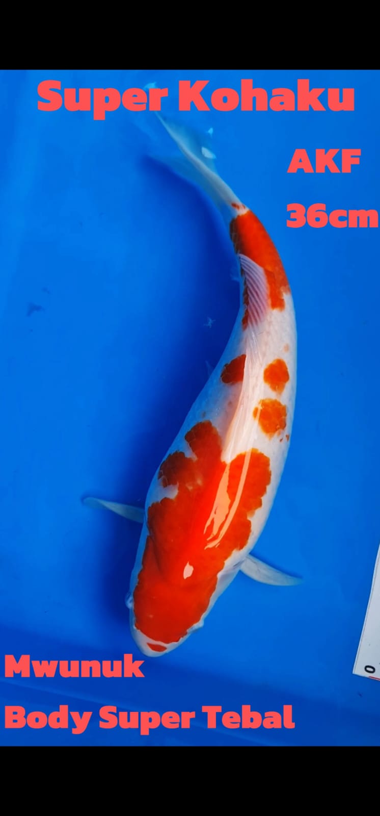 Lelang Koi Online, Jual Beli Ikan Koi, Pusat Jual Beli Koi, Info Lelang Koi Hari Ini, Platform Jual Beli Koi, Jual Beli Ikan Koi Online, Marketplace Ikan Koi, Jual Koi Terbaik, Tempat Beli Koi Berkualitas, Pasar Ikan Koi Online Terpercaya, Penjual Ikan Koi Terpercaya, Beli Koi Hias Online, Ikan Koi untuk Dijual, Koi Kualitas Terbaik, Toko Online Ikan Koi, Koi Hias Untuk Dijual, Jual Beli Ikan Koi Lokal, Koi Indonesia Online, Pusat Jual Beli Koi Terbesar