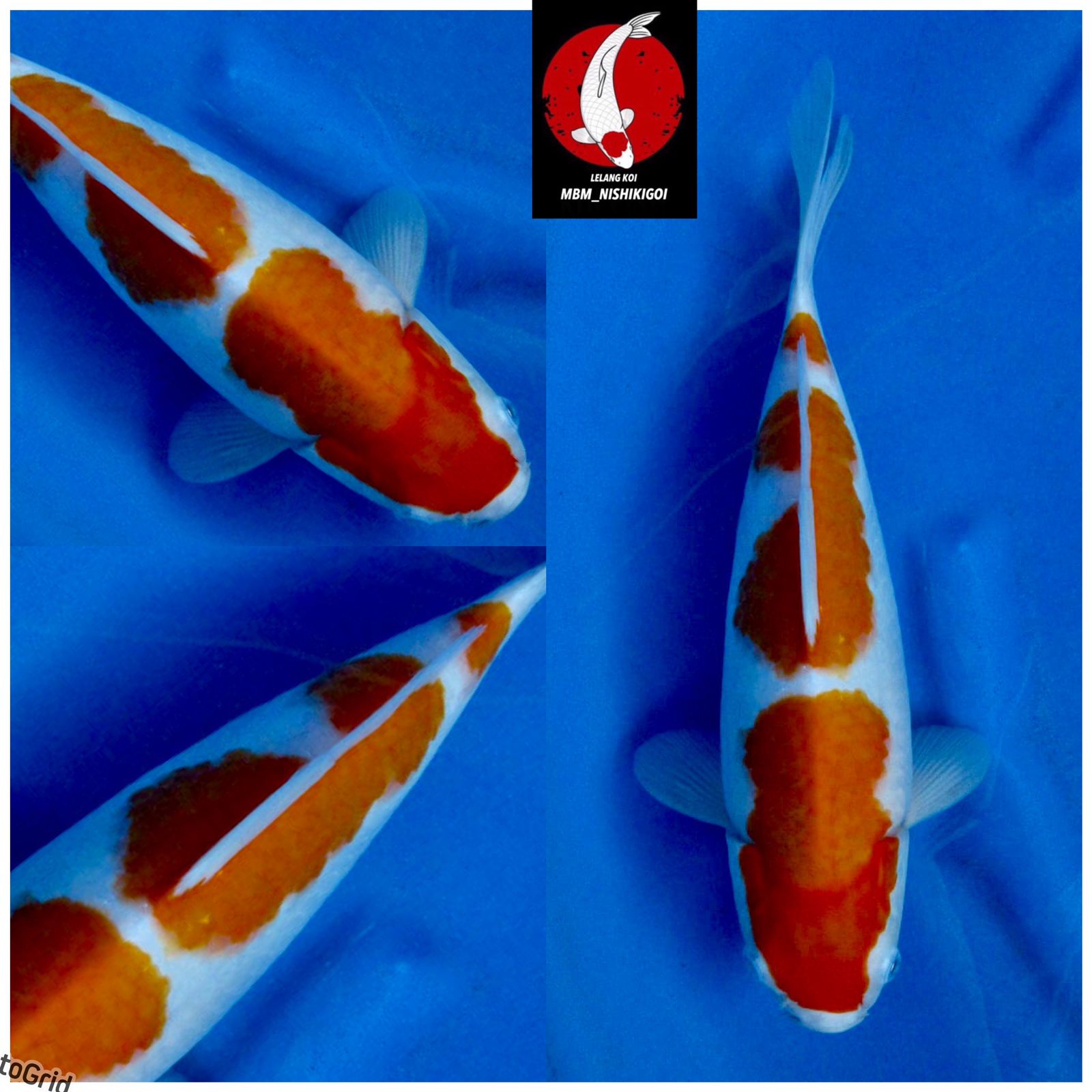 Lelang Koi Online, Jual Beli Ikan Koi, Pusat Jual Beli Koi, Info Lelang Koi Hari Ini, Platform Jual Beli Koi, Jual Beli Ikan Koi Online, Marketplace Ikan Koi, Jual Koi Terbaik, Tempat Beli Koi Berkualitas, Pasar Ikan Koi Online Terpercaya, Penjual Ikan Koi Terpercaya, Beli Koi Hias Online, Ikan Koi untuk Dijual, Koi Kualitas Terbaik, Toko Online Ikan Koi, Koi Hias Untuk Dijual, Jual Beli Ikan Koi Lokal, Koi Indonesia Online, Pusat Jual Beli Koi Terbesar