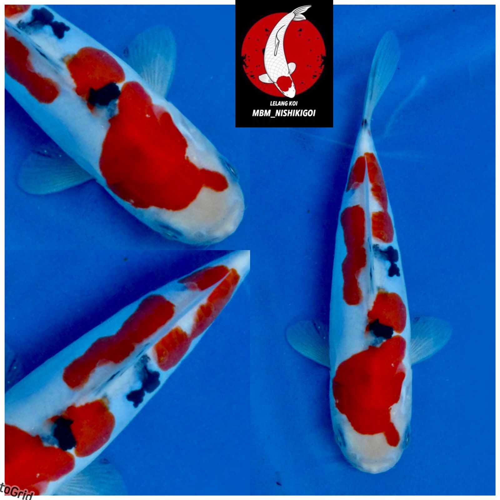 Lelang Koi Online, Jual Beli Ikan Koi, Pusat Jual Beli Koi, Info Lelang Koi Hari Ini, Platform Jual Beli Koi, Jual Beli Ikan Koi Online, Marketplace Ikan Koi, Jual Koi Terbaik, Tempat Beli Koi Berkualitas, Pasar Ikan Koi Online Terpercaya, Penjual Ikan Koi Terpercaya, Beli Koi Hias Online, Ikan Koi untuk Dijual, Koi Kualitas Terbaik, Toko Online Ikan Koi, Koi Hias Untuk Dijual, Jual Beli Ikan Koi Lokal, Koi Indonesia Online, Pusat Jual Beli Koi Terbesar