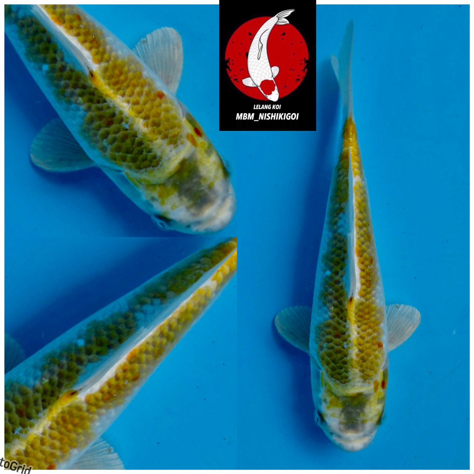 Lelang Koi Online, Jual Beli Ikan Koi, Pusat Jual Beli Koi, Info Lelang Koi Hari Ini, Platform Jual Beli Koi, Jual Beli Ikan Koi Online, Marketplace Ikan Koi, Jual Koi Terbaik, Tempat Beli Koi Berkualitas, Pasar Ikan Koi Online Terpercaya, Penjual Ikan Koi Terpercaya, Beli Koi Hias Online, Ikan Koi untuk Dijual, Koi Kualitas Terbaik, Toko Online Ikan Koi, Koi Hias Untuk Dijual, Jual Beli Ikan Koi Lokal, Koi Indonesia Online, Pusat Jual Beli Koi Terbesar