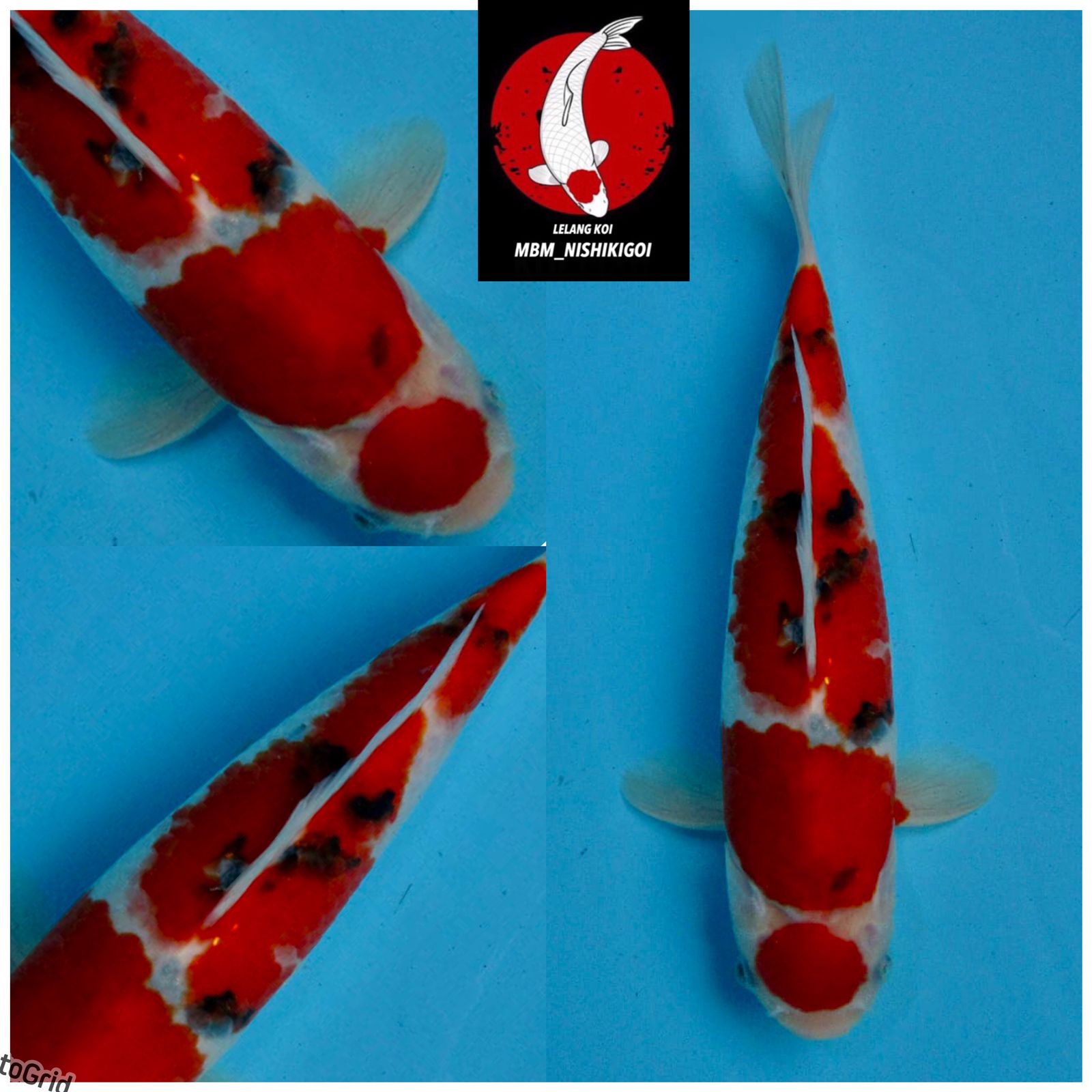 Lelang Koi Online, Jual Beli Ikan Koi, Pusat Jual Beli Koi, Info Lelang Koi Hari Ini, Platform Jual Beli Koi, Jual Beli Ikan Koi Online, Marketplace Ikan Koi, Jual Koi Terbaik, Tempat Beli Koi Berkualitas, Pasar Ikan Koi Online Terpercaya, Penjual Ikan Koi Terpercaya, Beli Koi Hias Online, Ikan Koi untuk Dijual, Koi Kualitas Terbaik, Toko Online Ikan Koi, Koi Hias Untuk Dijual, Jual Beli Ikan Koi Lokal, Koi Indonesia Online, Pusat Jual Beli Koi Terbesar