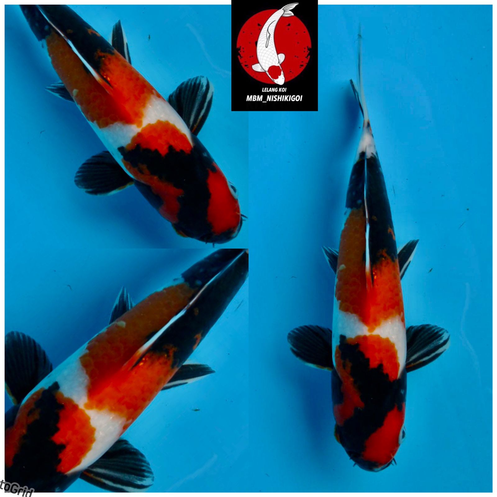 Lelang Koi Online, Jual Beli Ikan Koi, Pusat Jual Beli Koi, Info Lelang Koi Hari Ini, Platform Jual Beli Koi, Jual Beli Ikan Koi Online, Marketplace Ikan Koi, Jual Koi Terbaik, Tempat Beli Koi Berkualitas, Pasar Ikan Koi Online Terpercaya, Penjual Ikan Koi Terpercaya, Beli Koi Hias Online, Ikan Koi untuk Dijual, Koi Kualitas Terbaik, Toko Online Ikan Koi, Koi Hias Untuk Dijual, Jual Beli Ikan Koi Lokal, Koi Indonesia Online, Pusat Jual Beli Koi Terbesar