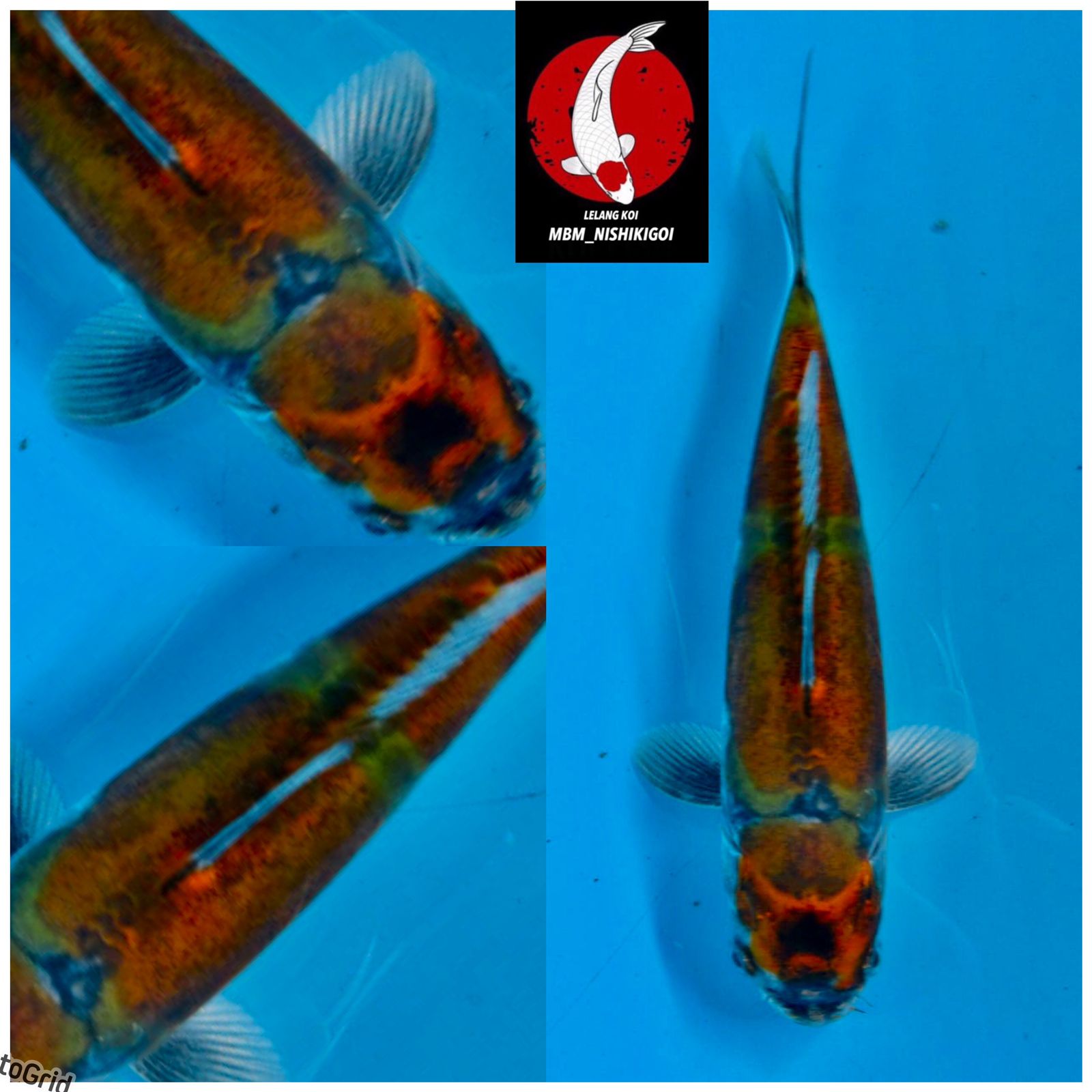 Lelang Koi Online, Jual Beli Ikan Koi, Pusat Jual Beli Koi, Info Lelang Koi Hari Ini, Platform Jual Beli Koi, Jual Beli Ikan Koi Online, Marketplace Ikan Koi, Jual Koi Terbaik, Tempat Beli Koi Berkualitas, Pasar Ikan Koi Online Terpercaya, Penjual Ikan Koi Terpercaya, Beli Koi Hias Online, Ikan Koi untuk Dijual, Koi Kualitas Terbaik, Toko Online Ikan Koi, Koi Hias Untuk Dijual, Jual Beli Ikan Koi Lokal, Koi Indonesia Online, Pusat Jual Beli Koi Terbesar